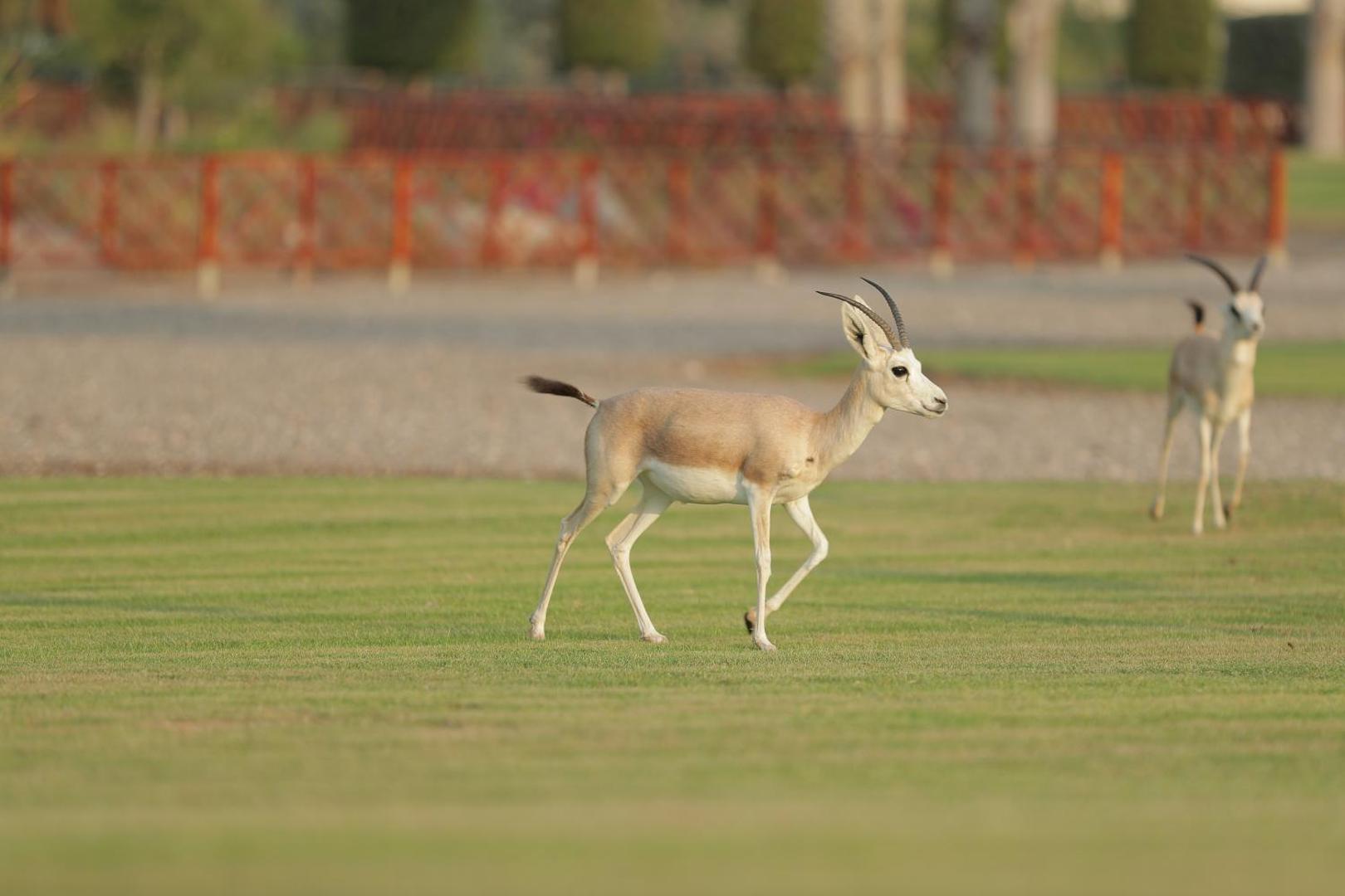 Al Maya Island & Resort