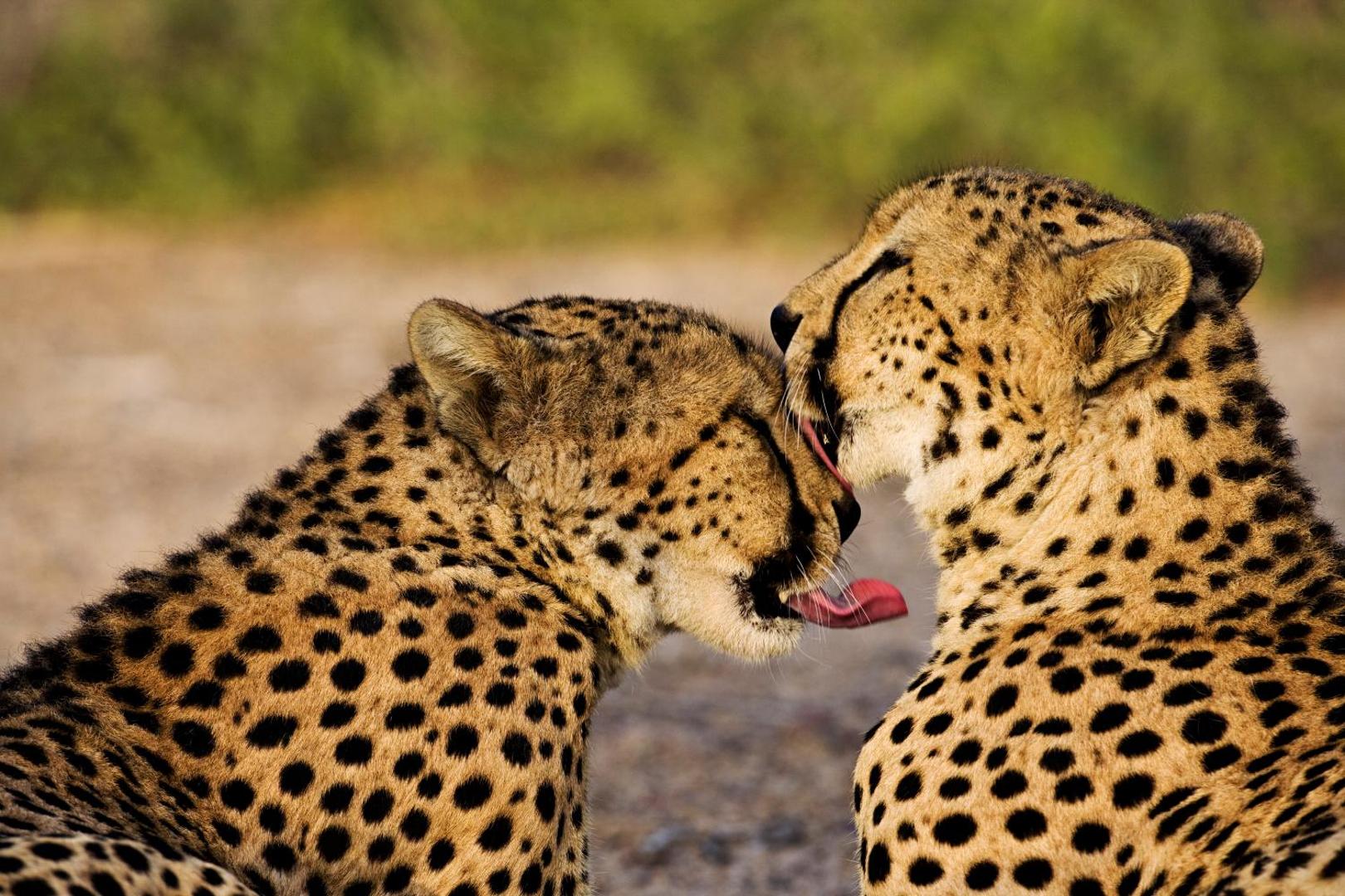 Anantara Sir Bani Yas Island Al Sahel Villa Resort