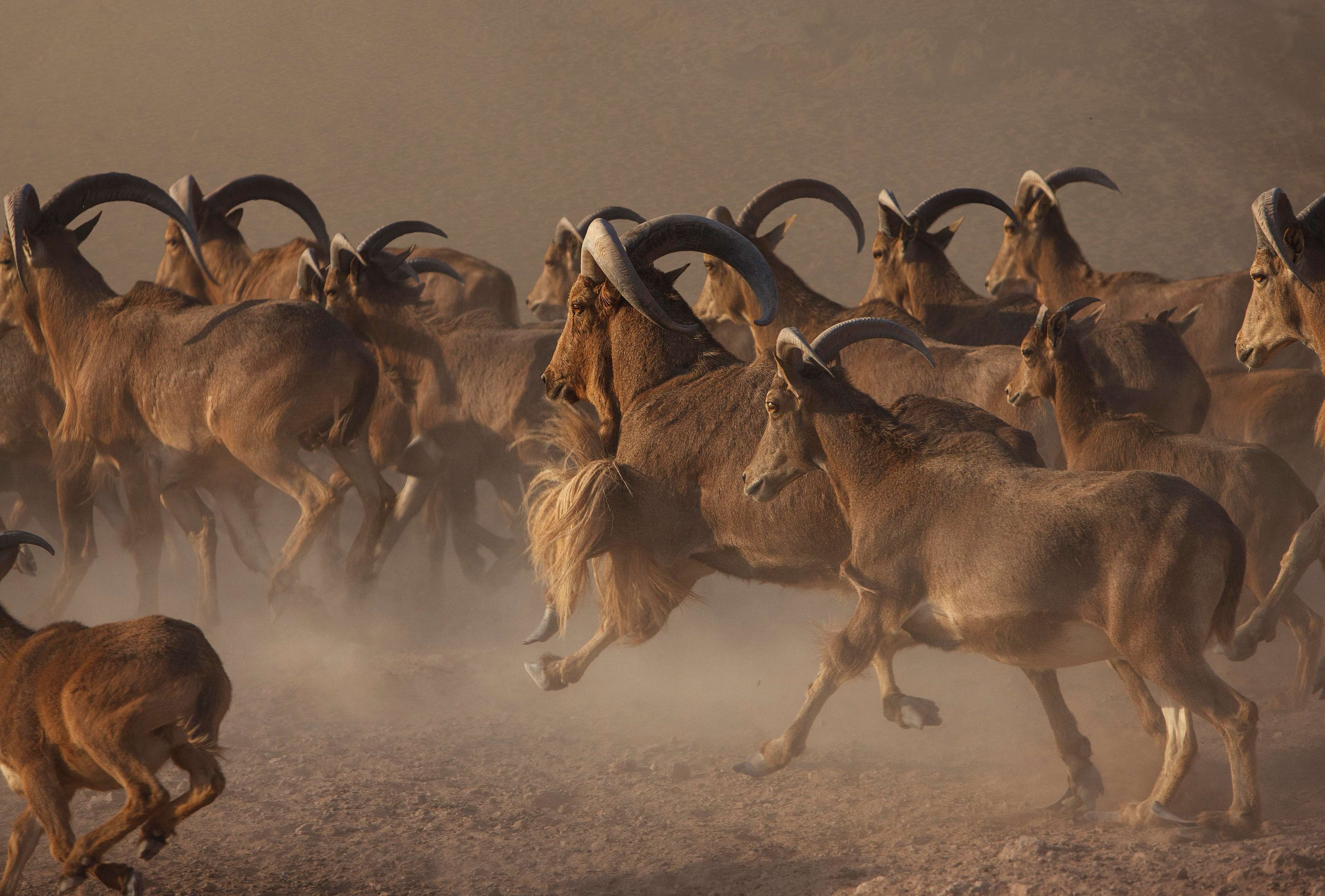 Anantara Sir Bani Yas Island Al Sahel Villa Resort
