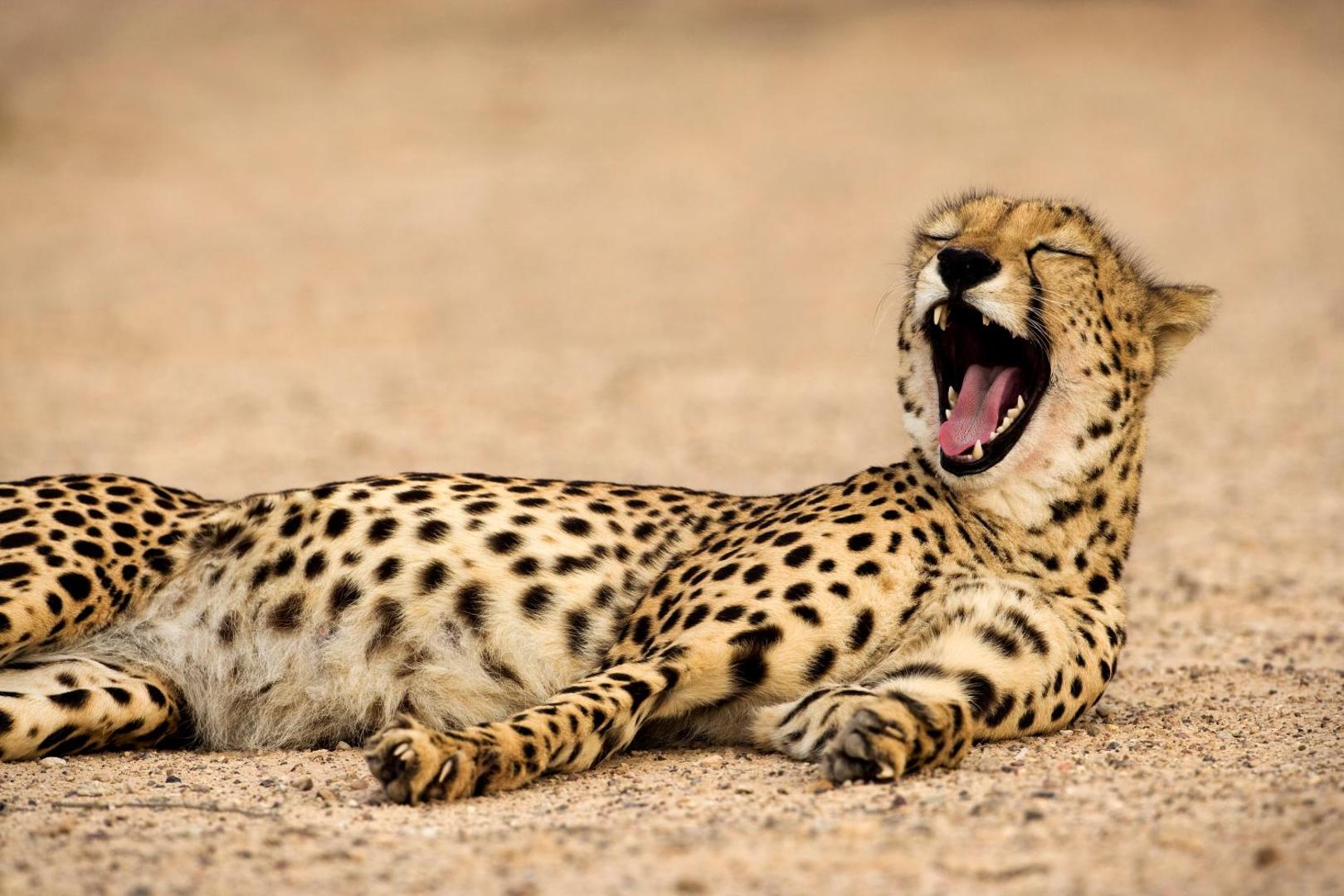 Anantara Sir Bani Yas Island Al Sahel Villa Resort