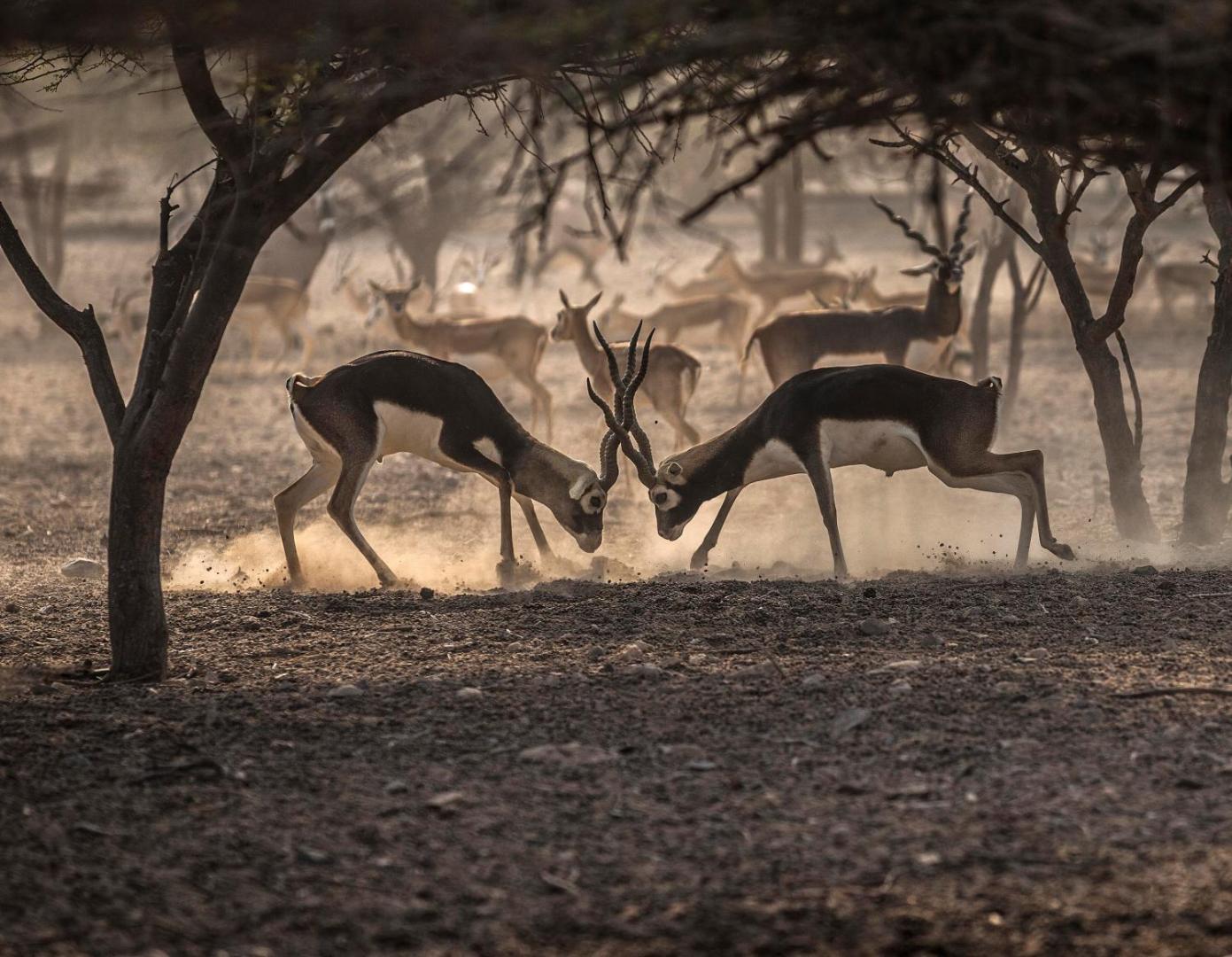 Anantara Sir Bani Yas Island Al Sahel Villa Resort