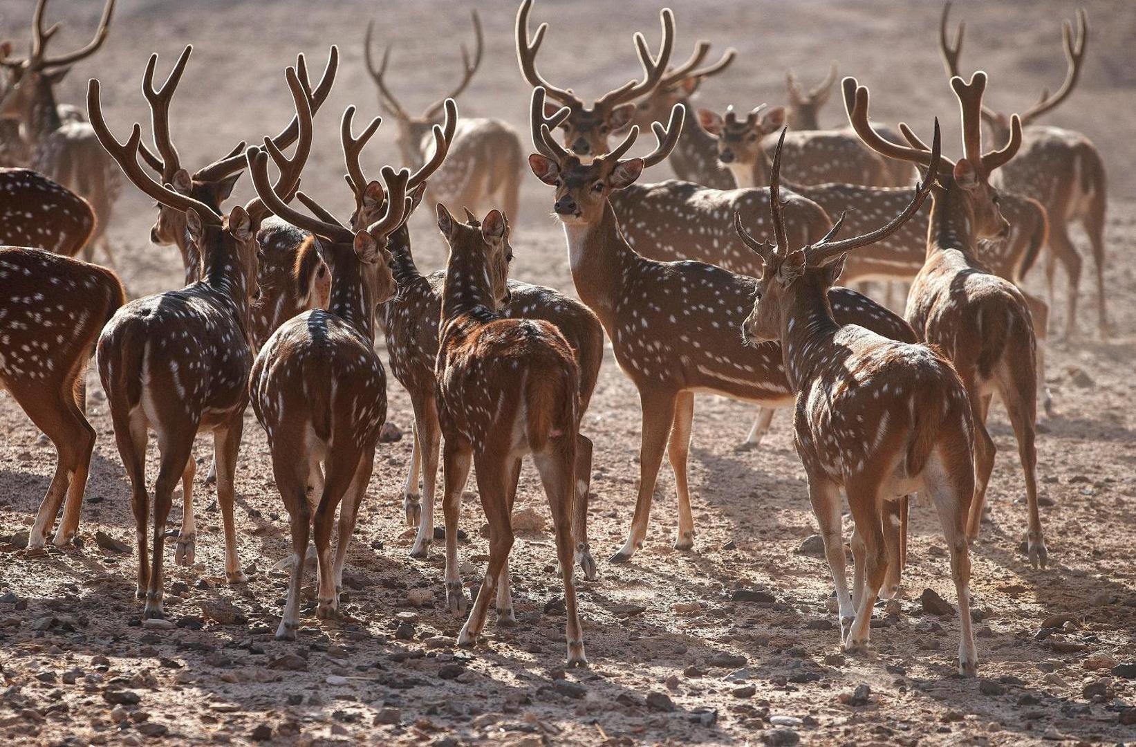 Anantara Sir Bani Yas Island Al Sahel Villa Resort