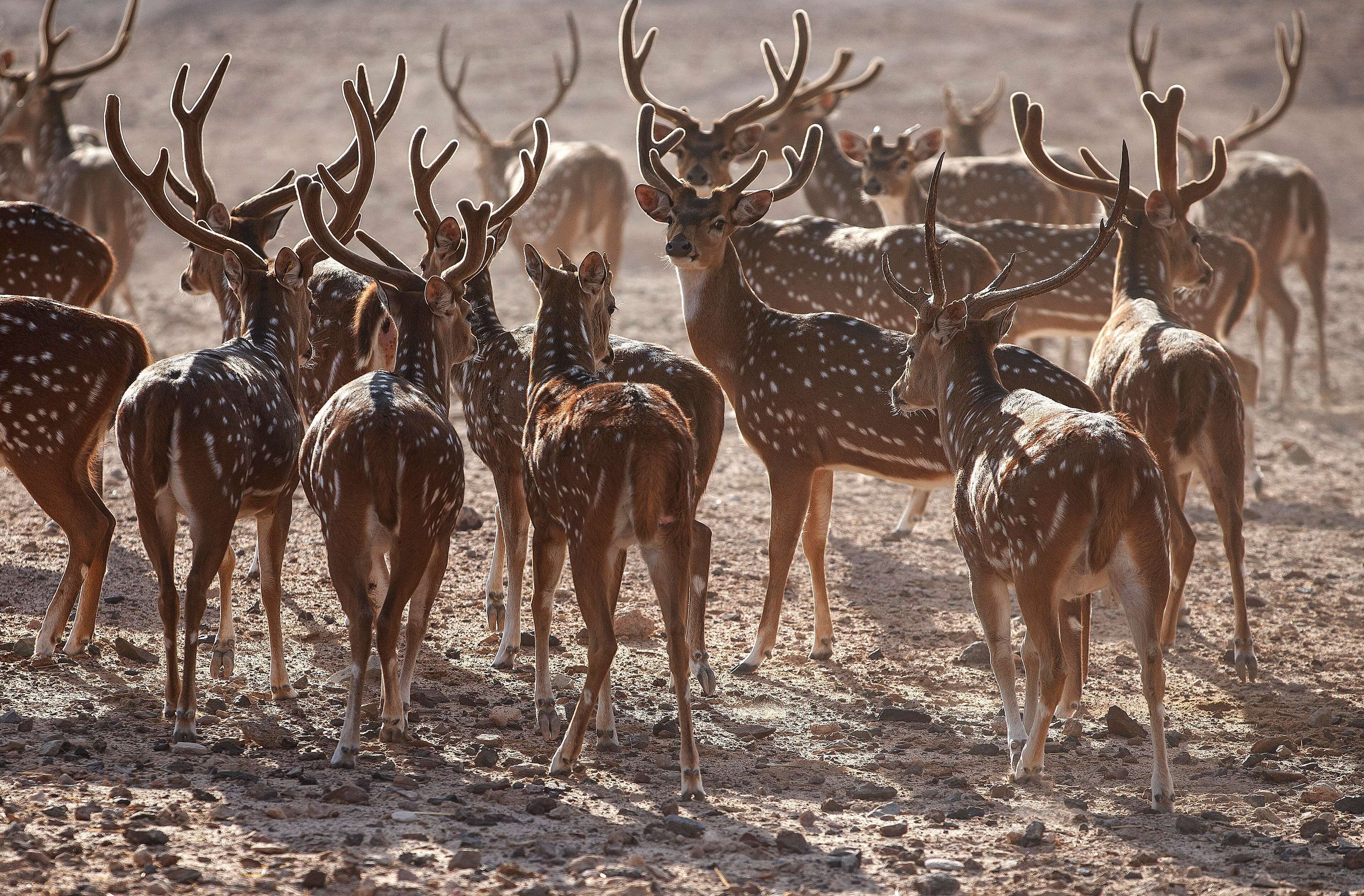 Anantara Sir Bani Yas Island Al Sahel Villa Resort