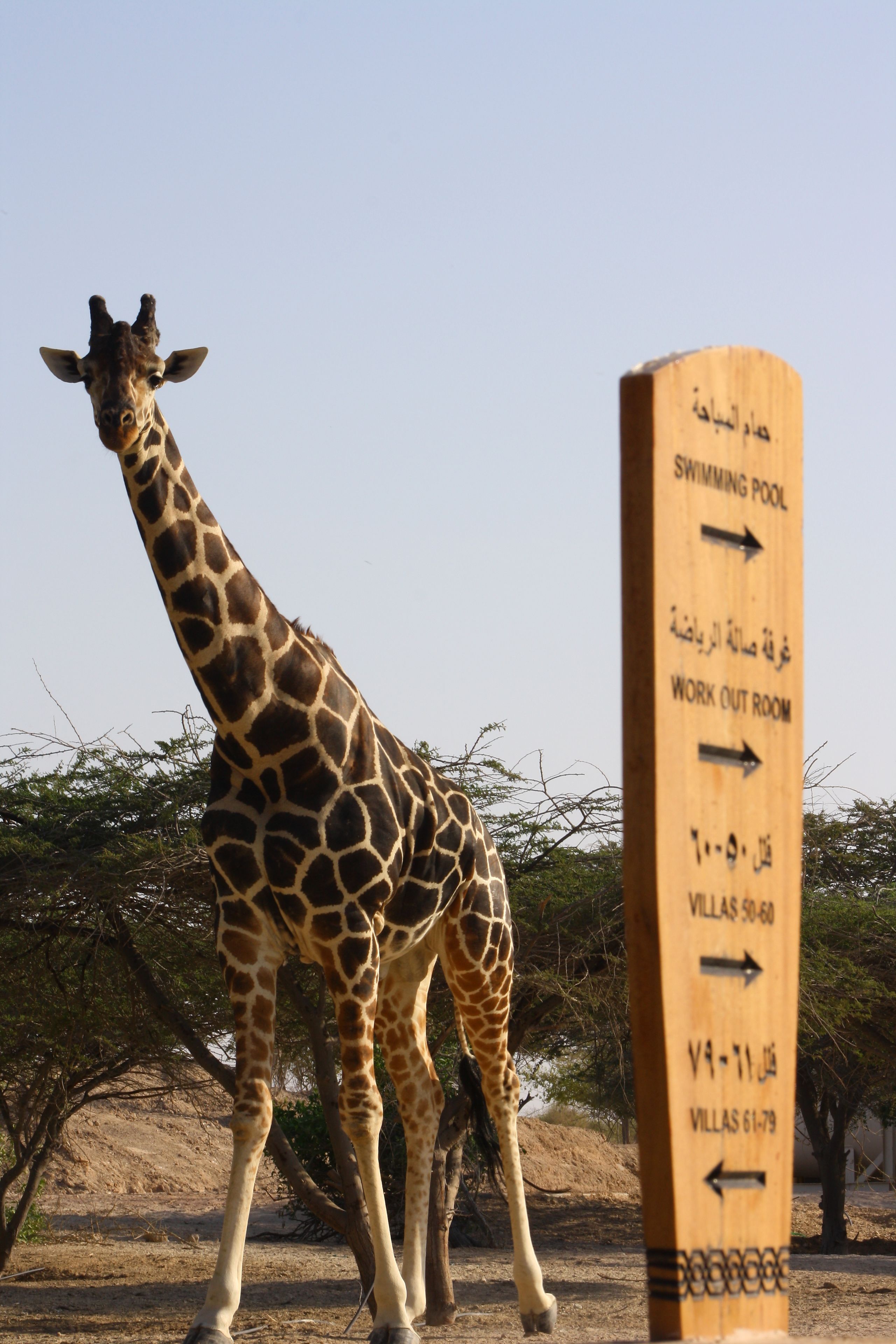 Anantara Sir Bani Yas Island Al Sahel Villa Resort
