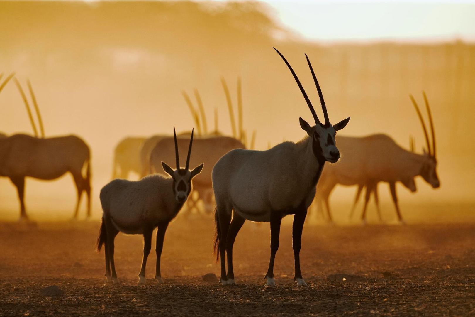 Anantara Sir Bani Yas Island Al Sahel Villa Resort