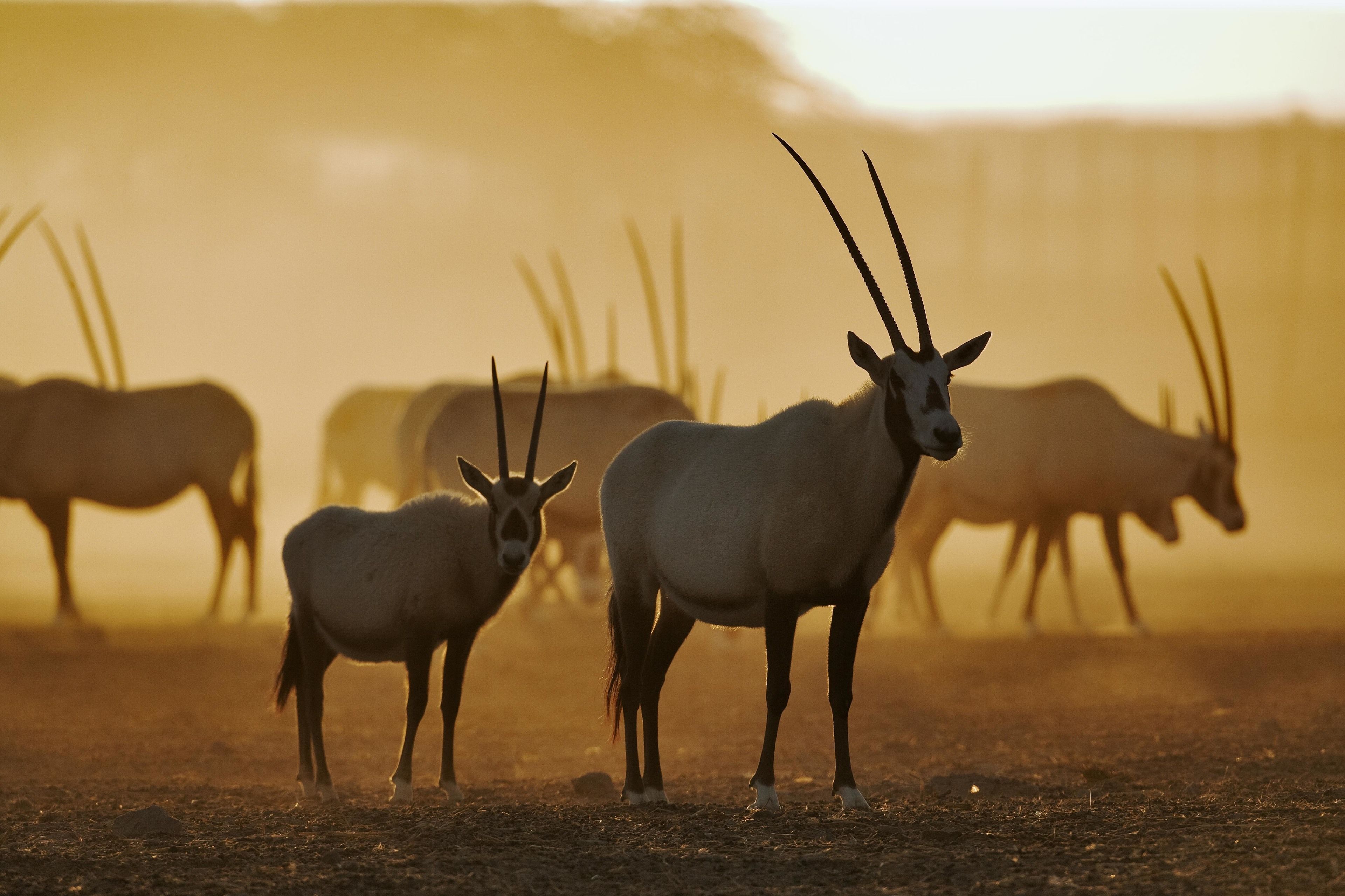 Anantara Sir Bani Yas Island Al Sahel Villa Resort
