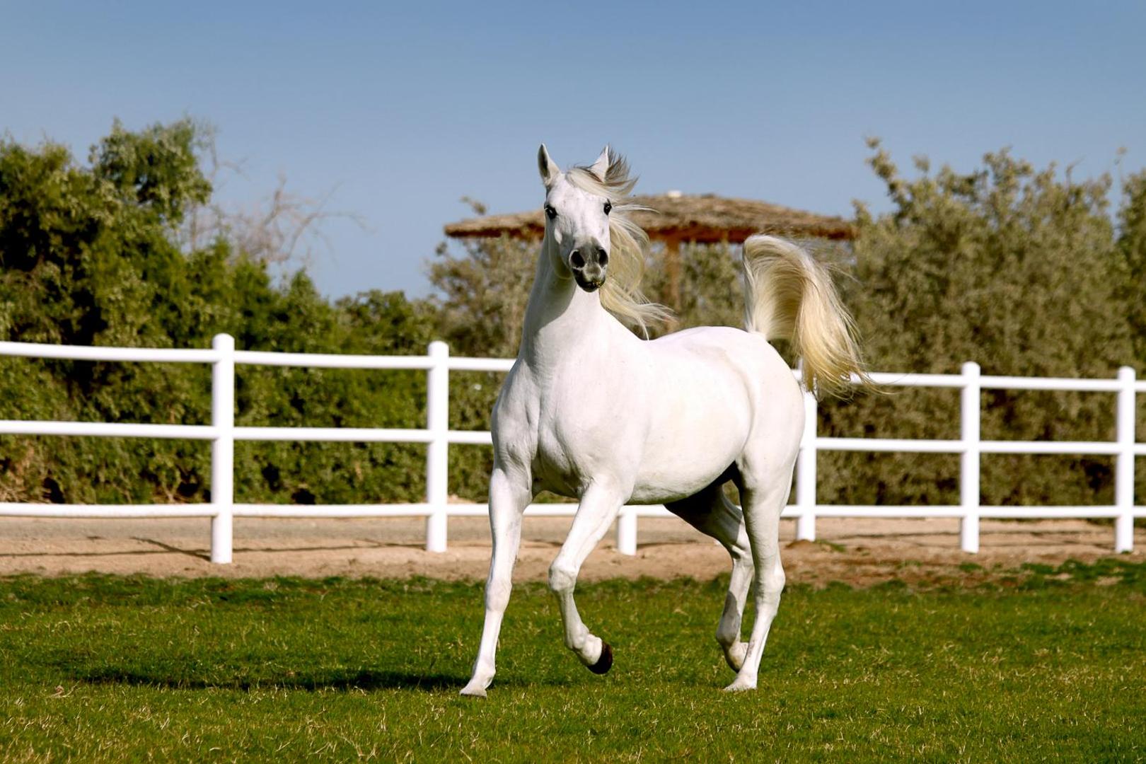 Anantara Sir Bani Yas Island Al Sahel Villa Resort