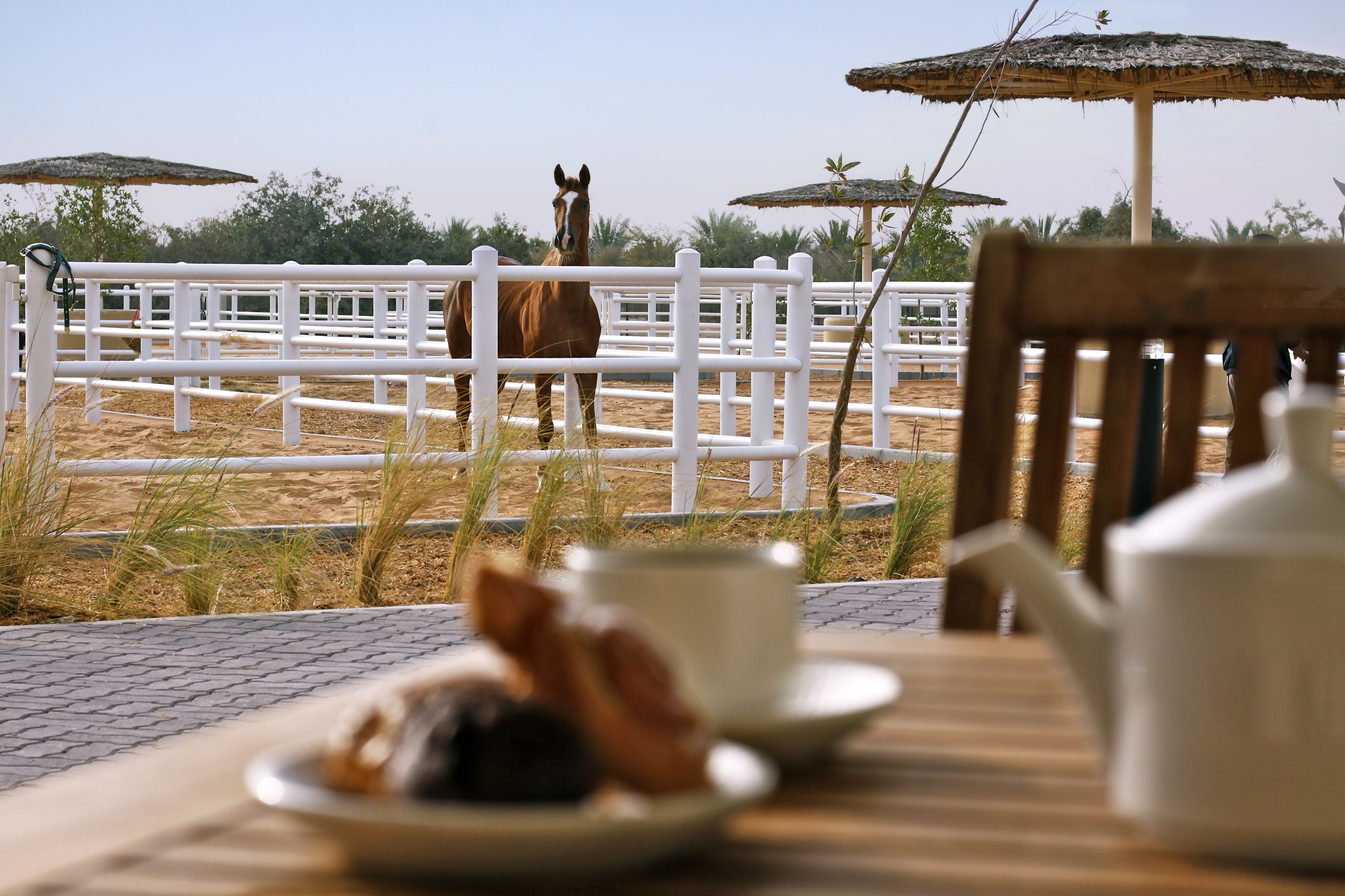 Anantara Sir Bani Yas Island Al Sahel Villa Resort