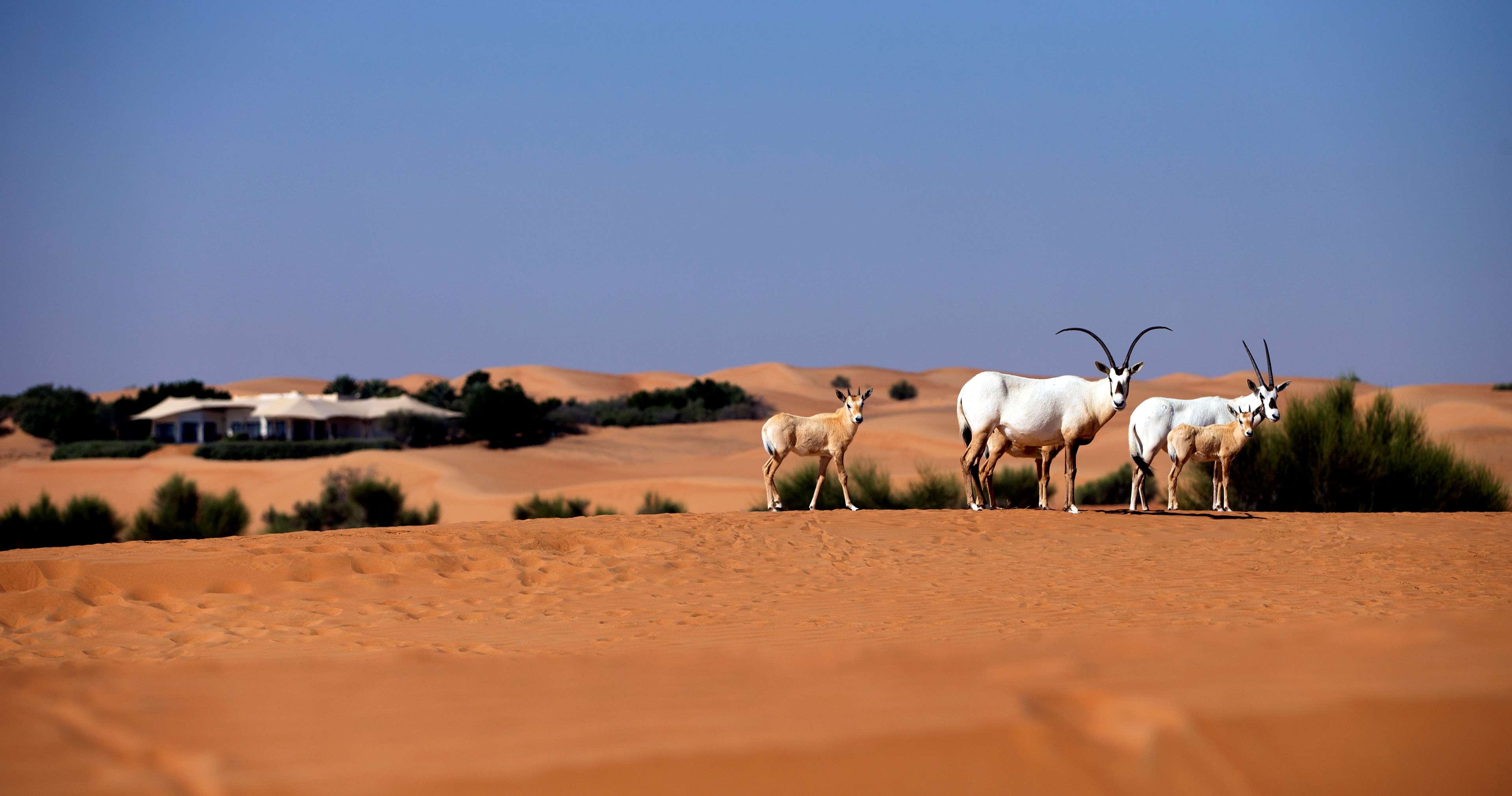 Al Maha, a Luxury Collection Desert Resort & Spa
