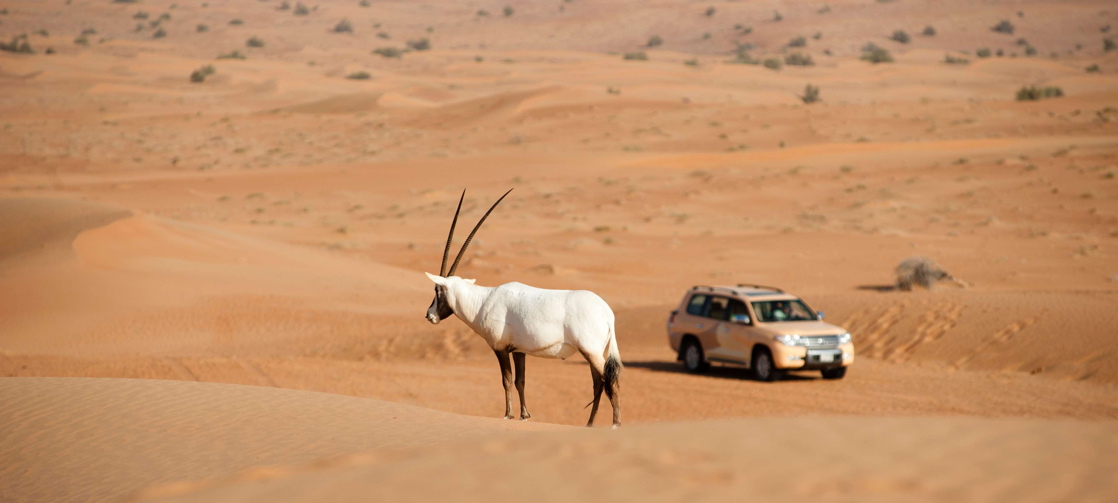 Al Maha, a Luxury Collection Desert Resort & Spa