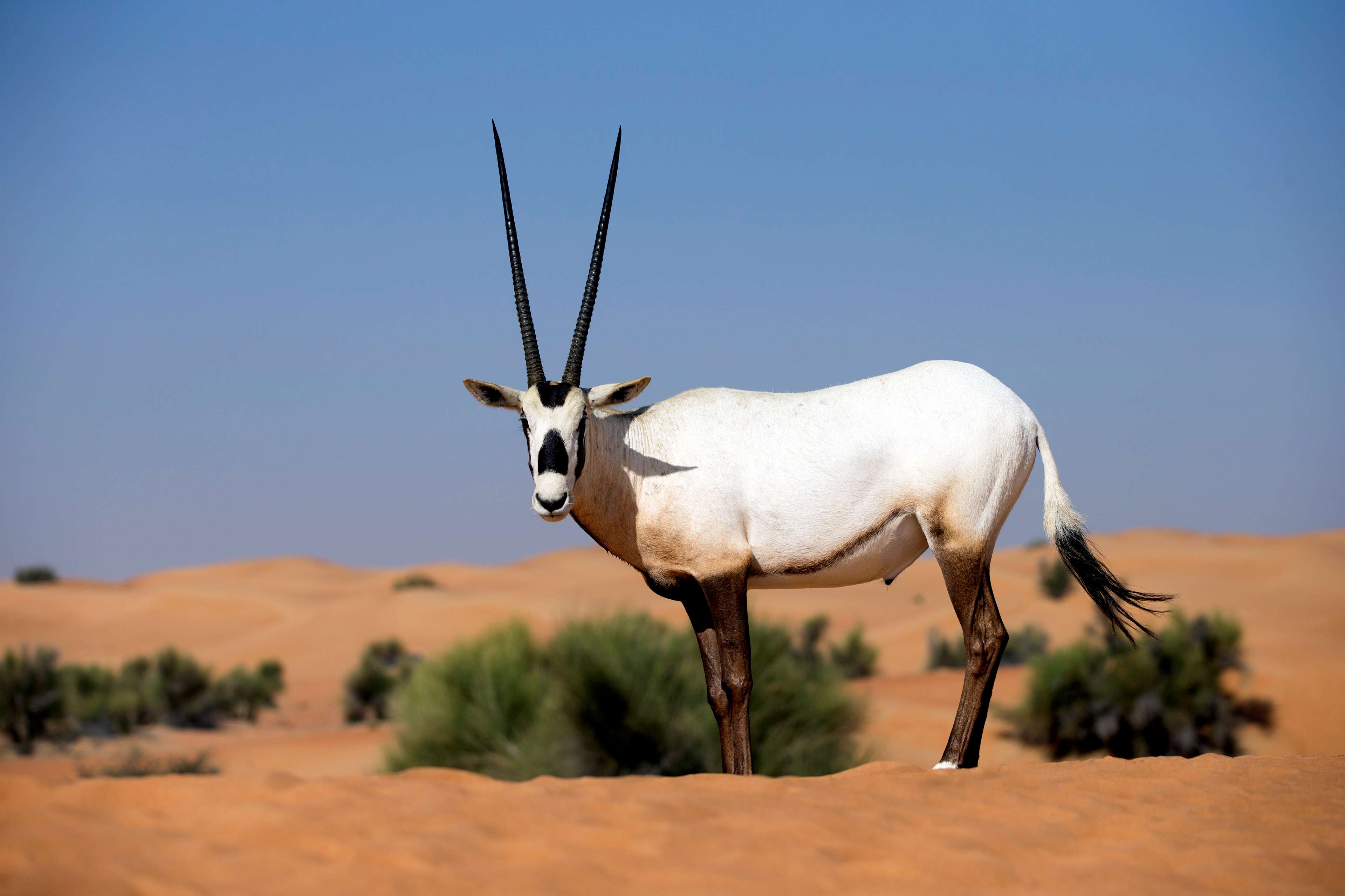 Al Maha, a Luxury Collection Desert Resort & Spa