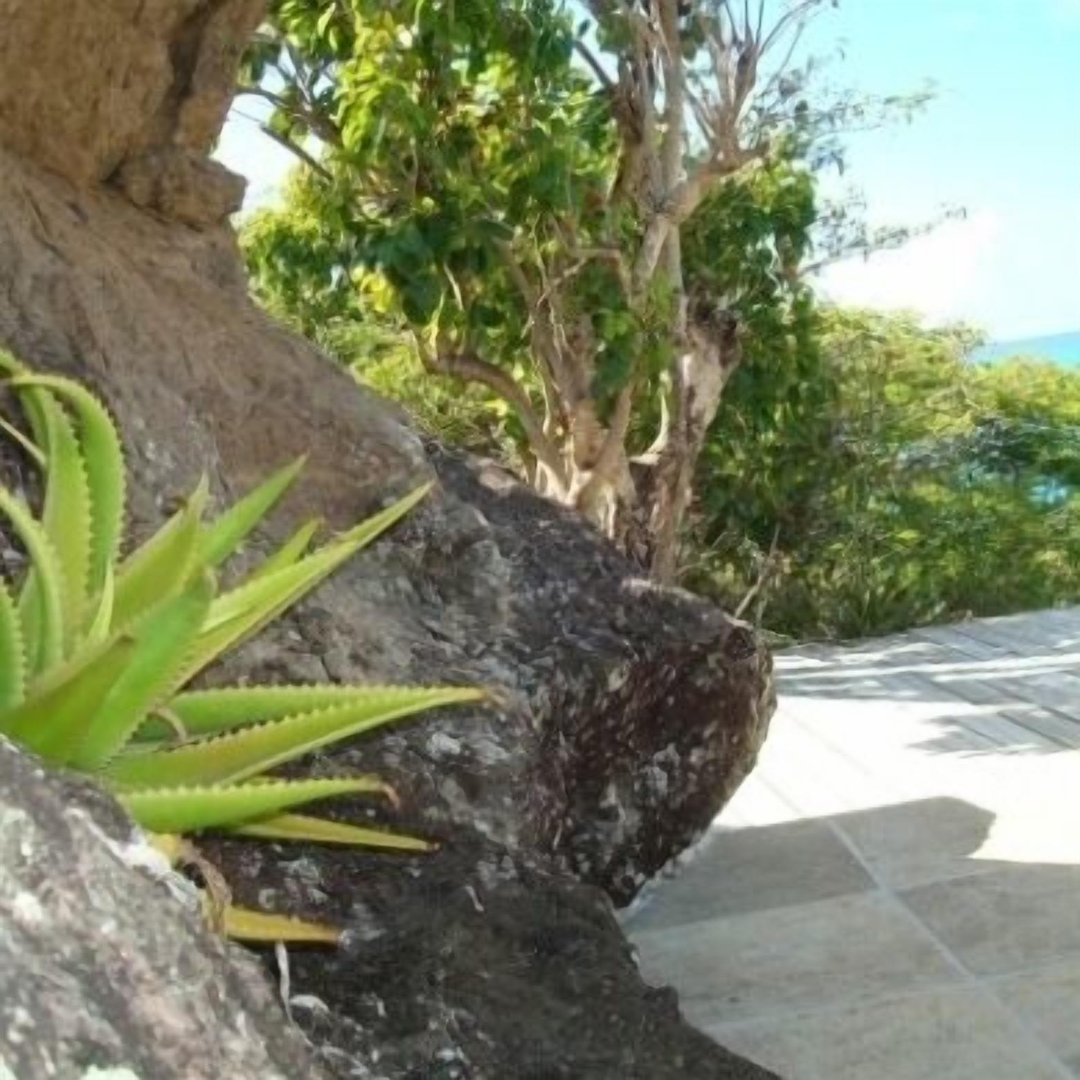 Aloe Villa