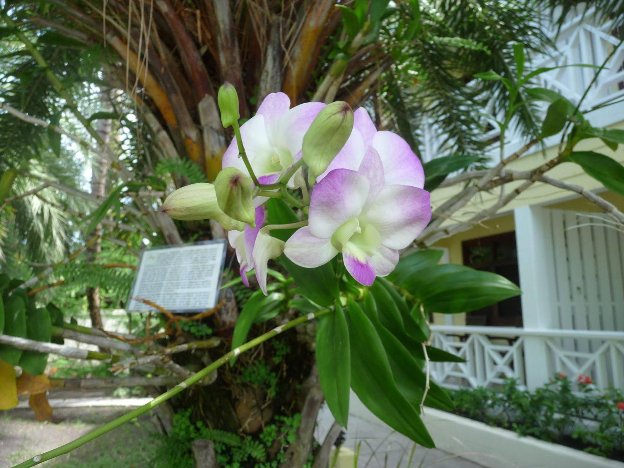 Buccaneer Beach Club