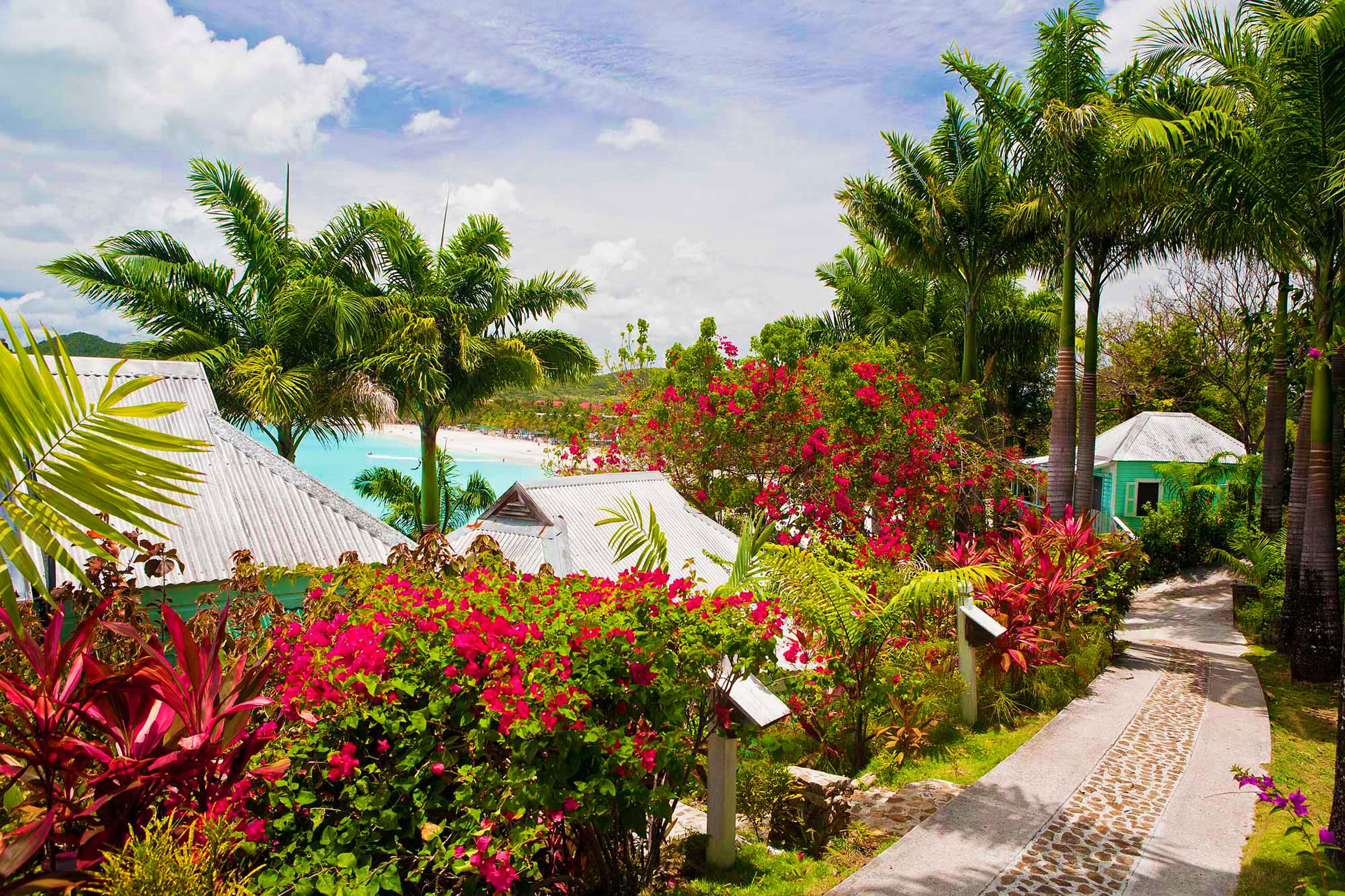 Cocos Antigua