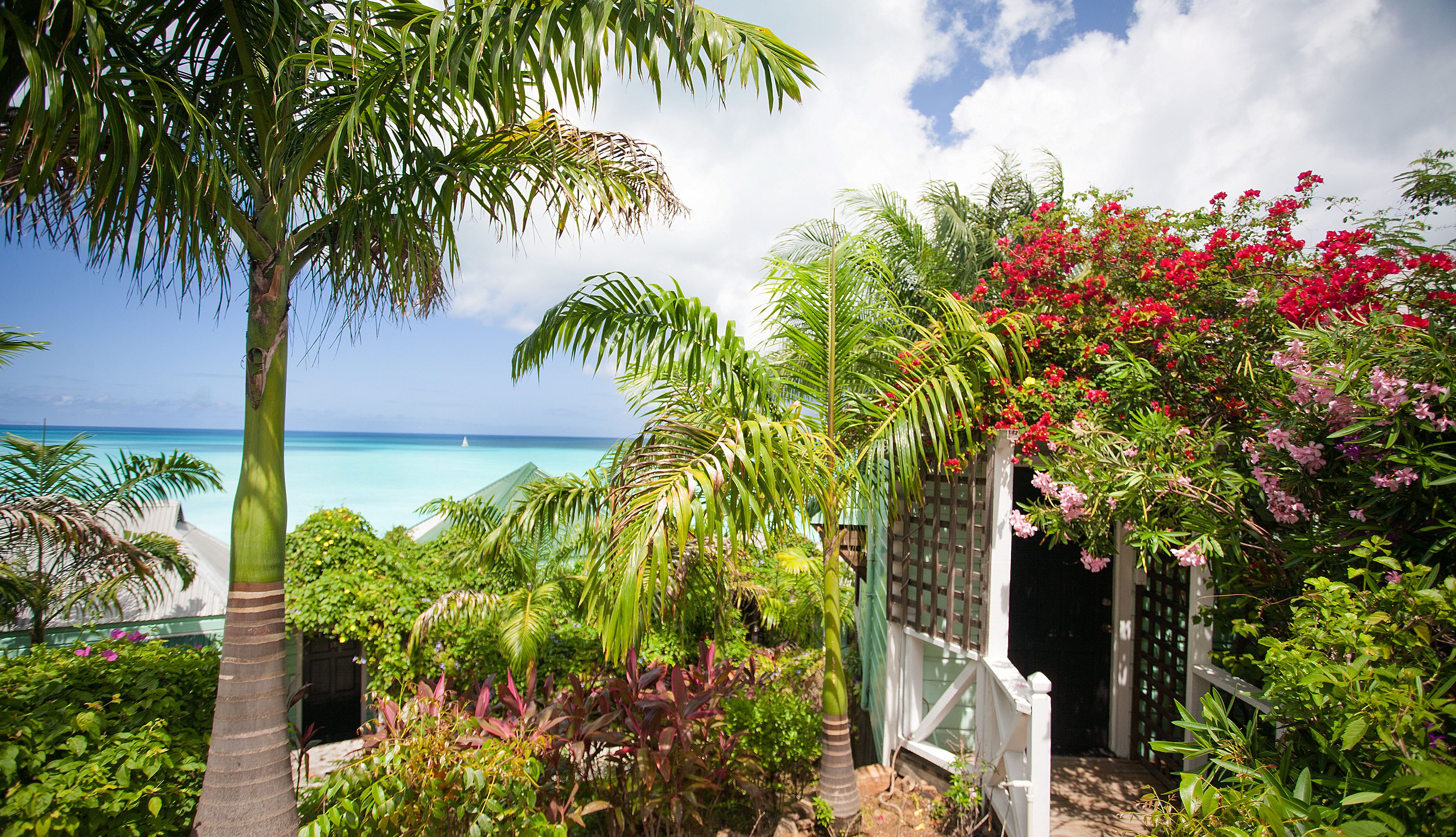 Cocos Antigua
