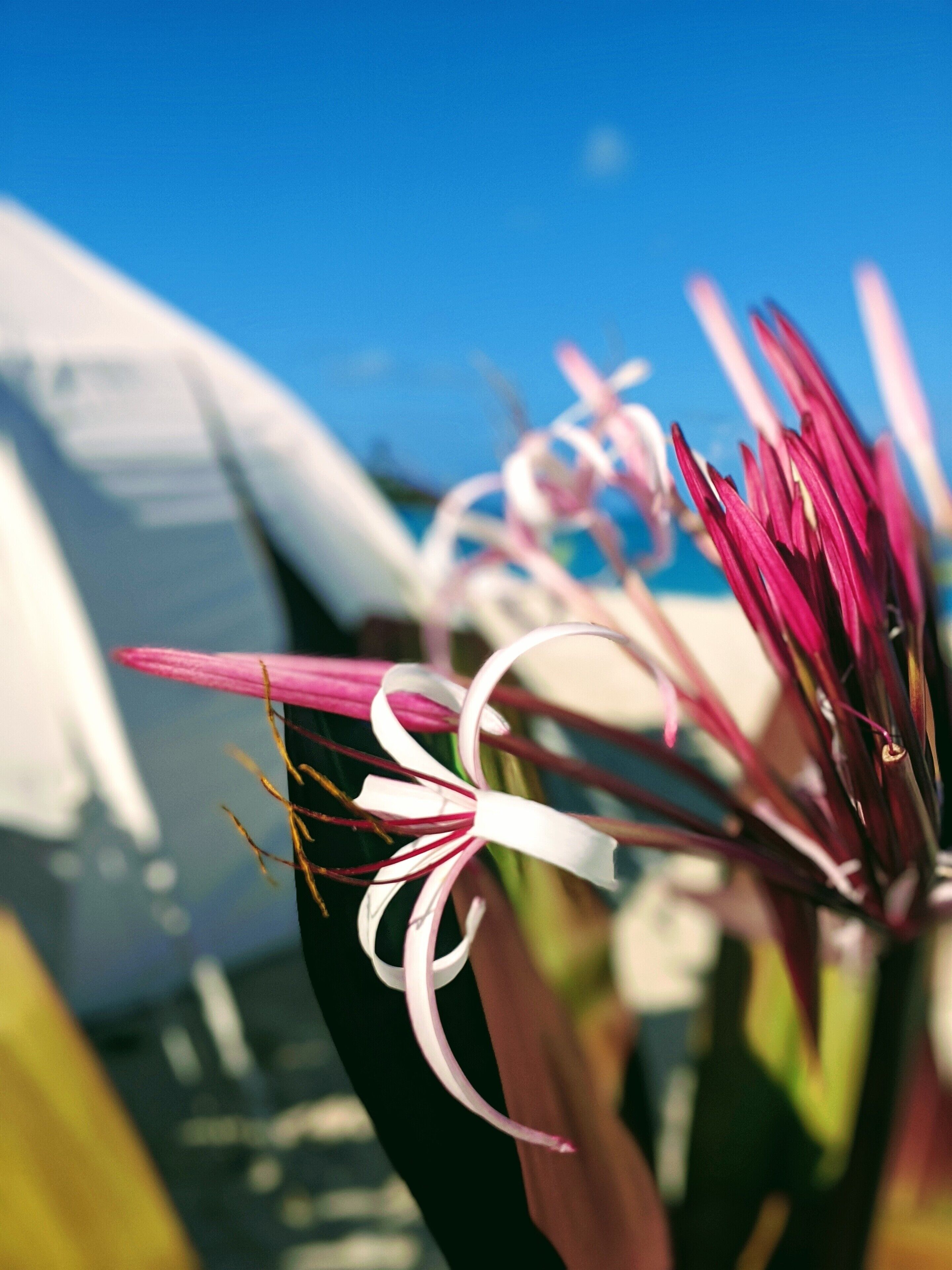 Wild Lotus Glamping