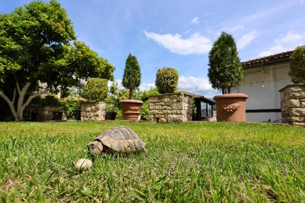 Villa Elmar