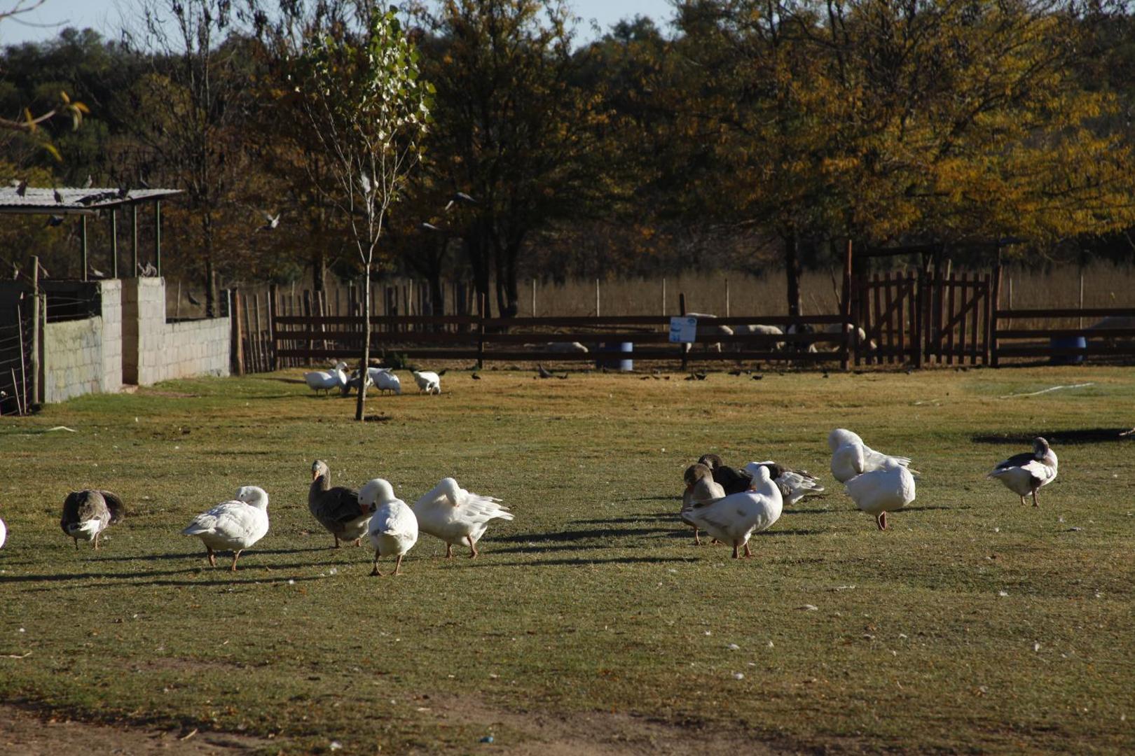 Granja El Aromo