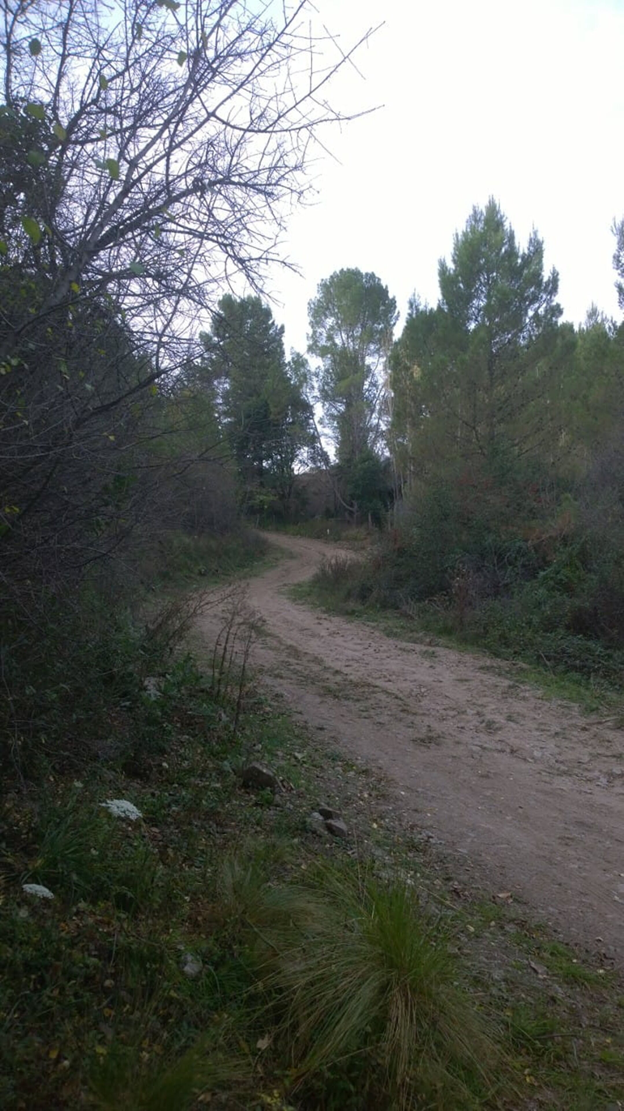 Las Zarinas