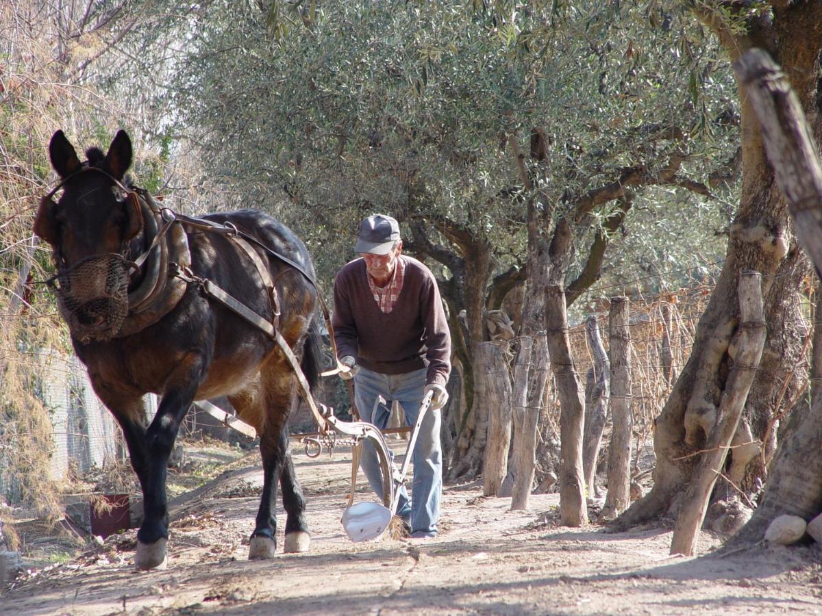 Finca Adalgisa