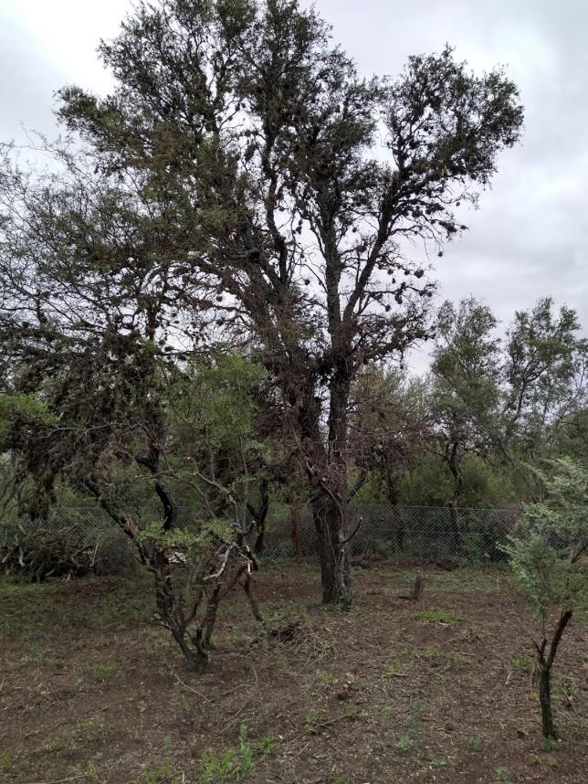 La Morocha