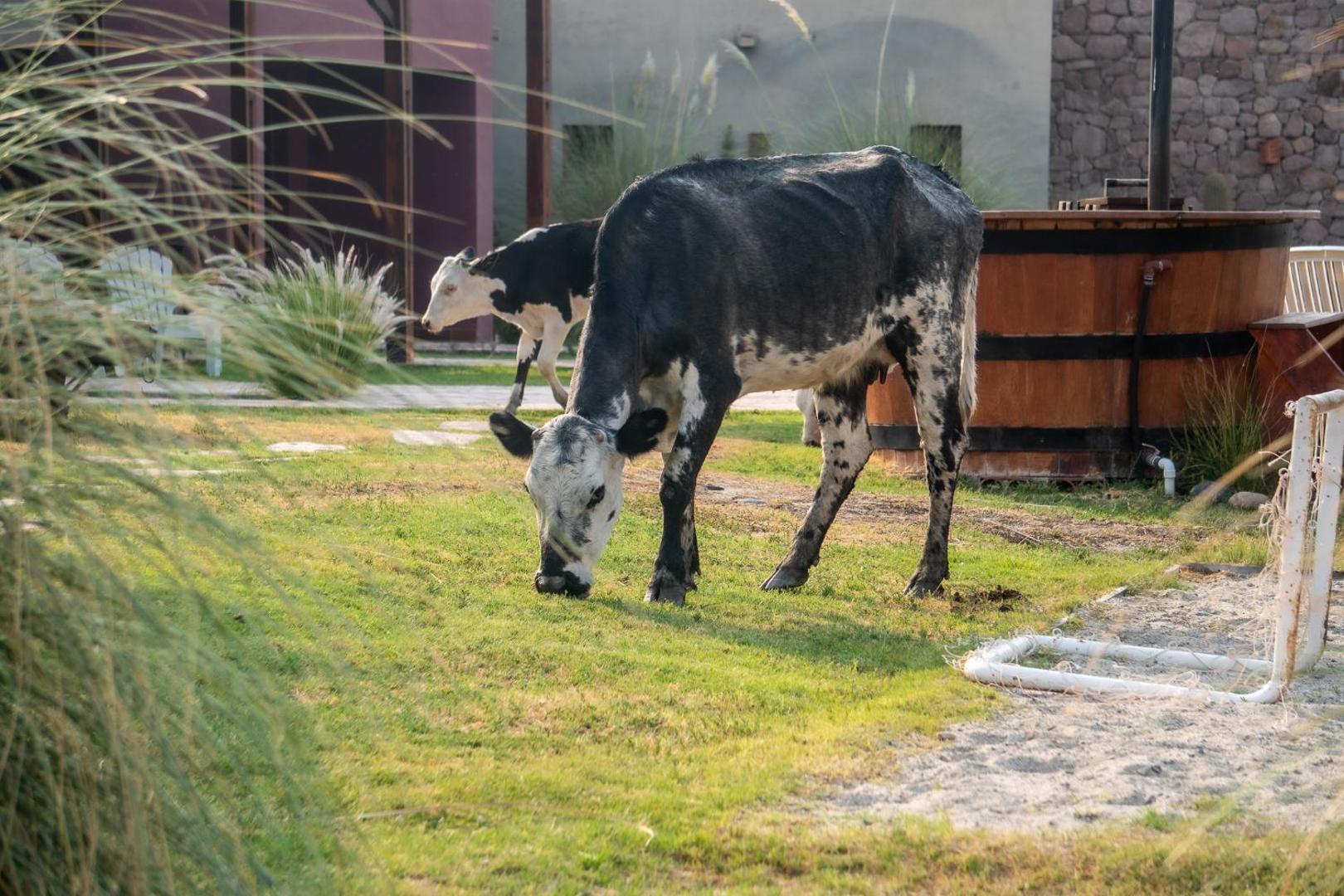 Castillos de Cafayate