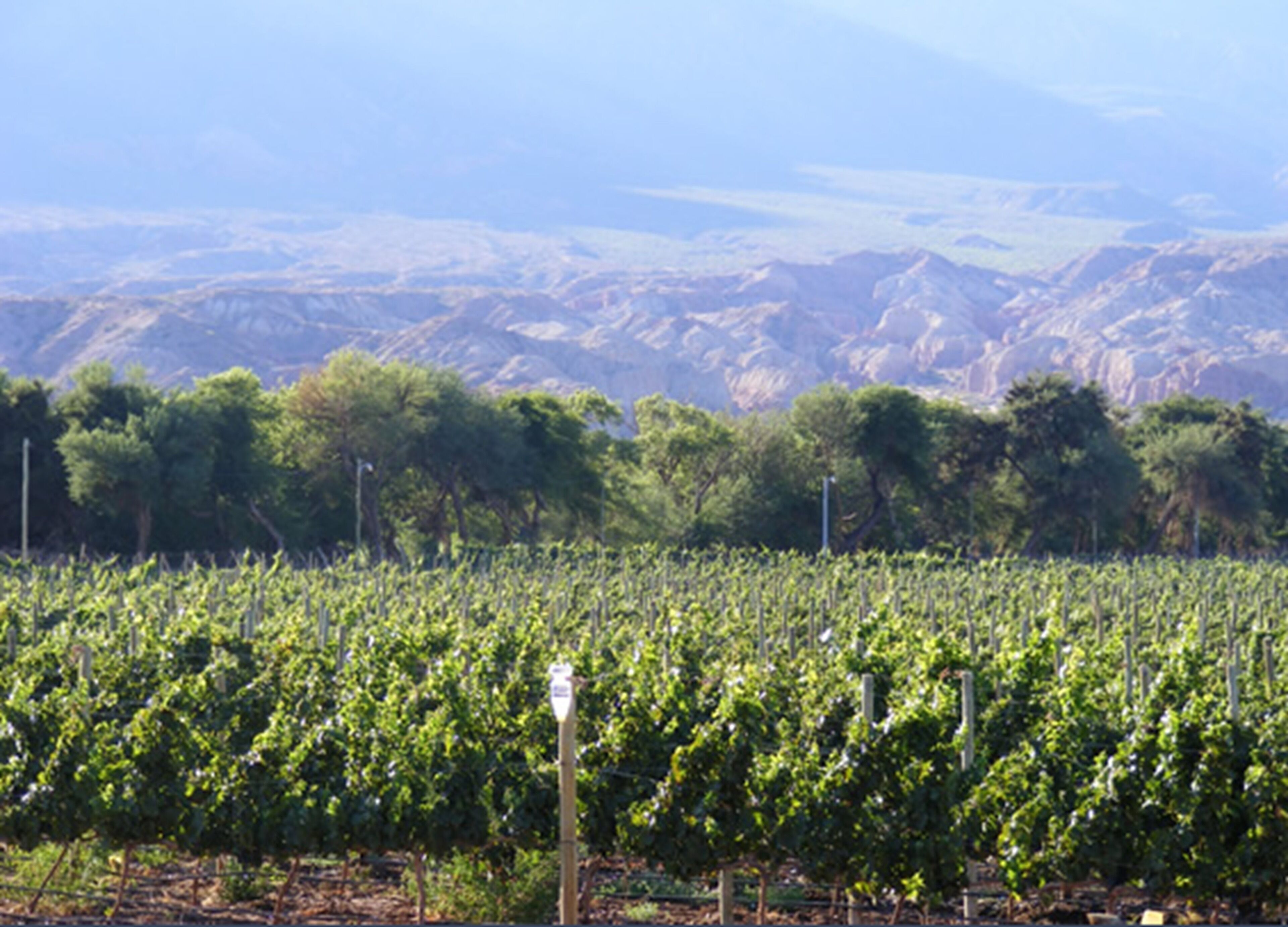 La Casa de la Bodega - Wine Boutique