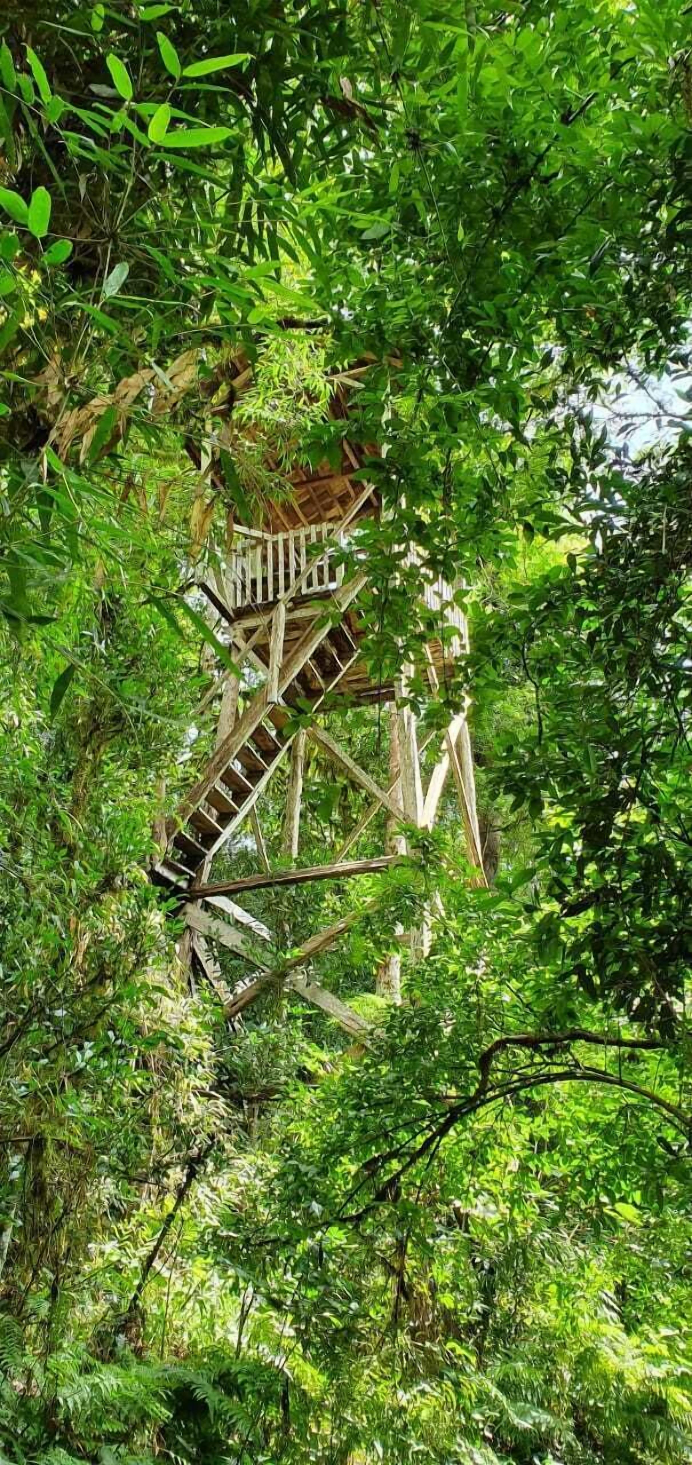 Margay - Reserva Natural & Lodge De Selva