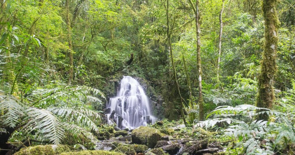 Margay - Reserva Natural & Lodge De Selva