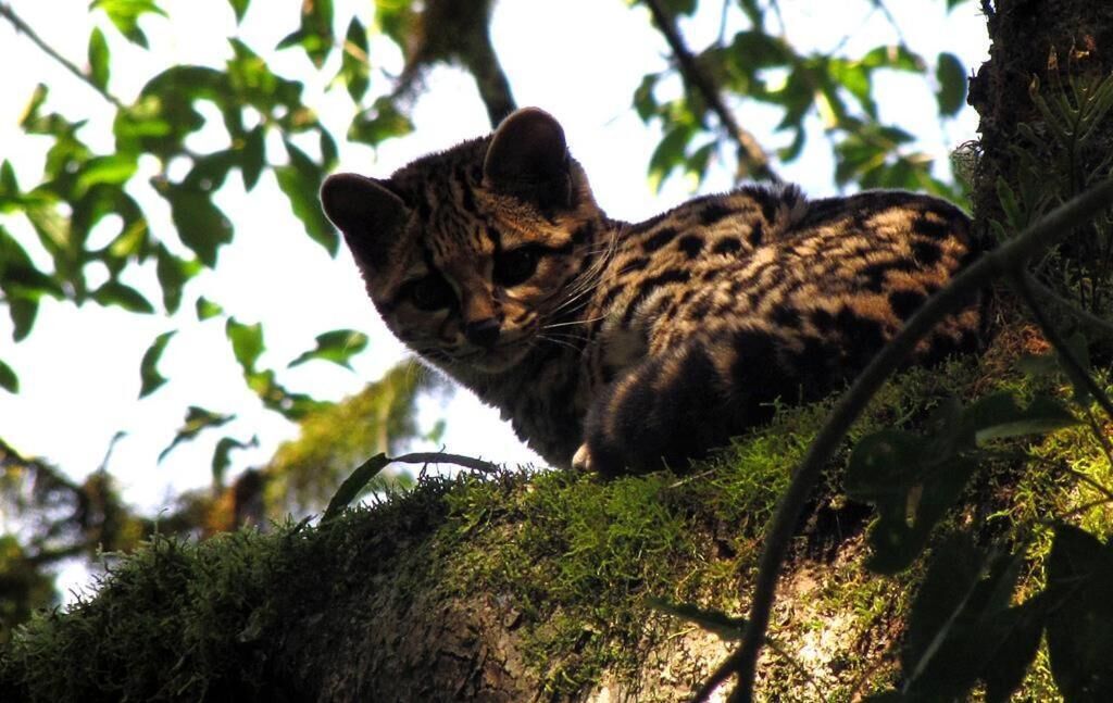 Margay - Reserva Natural & Lodge De Selva