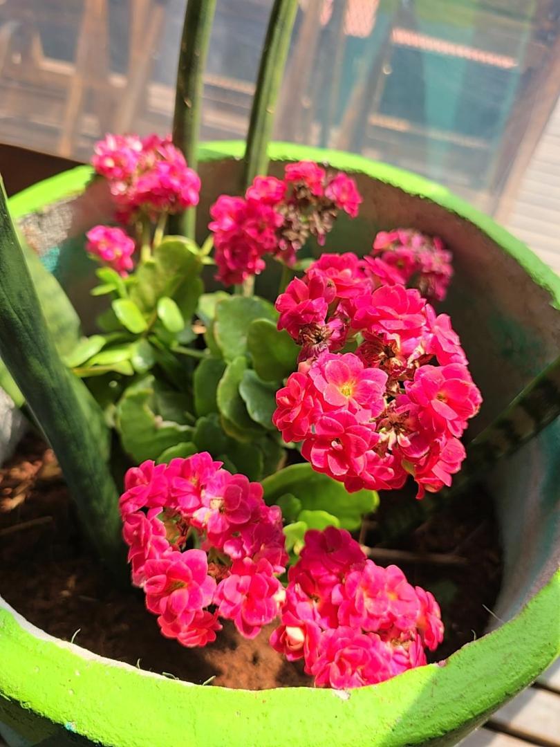 Terra Iguazú Cabañas