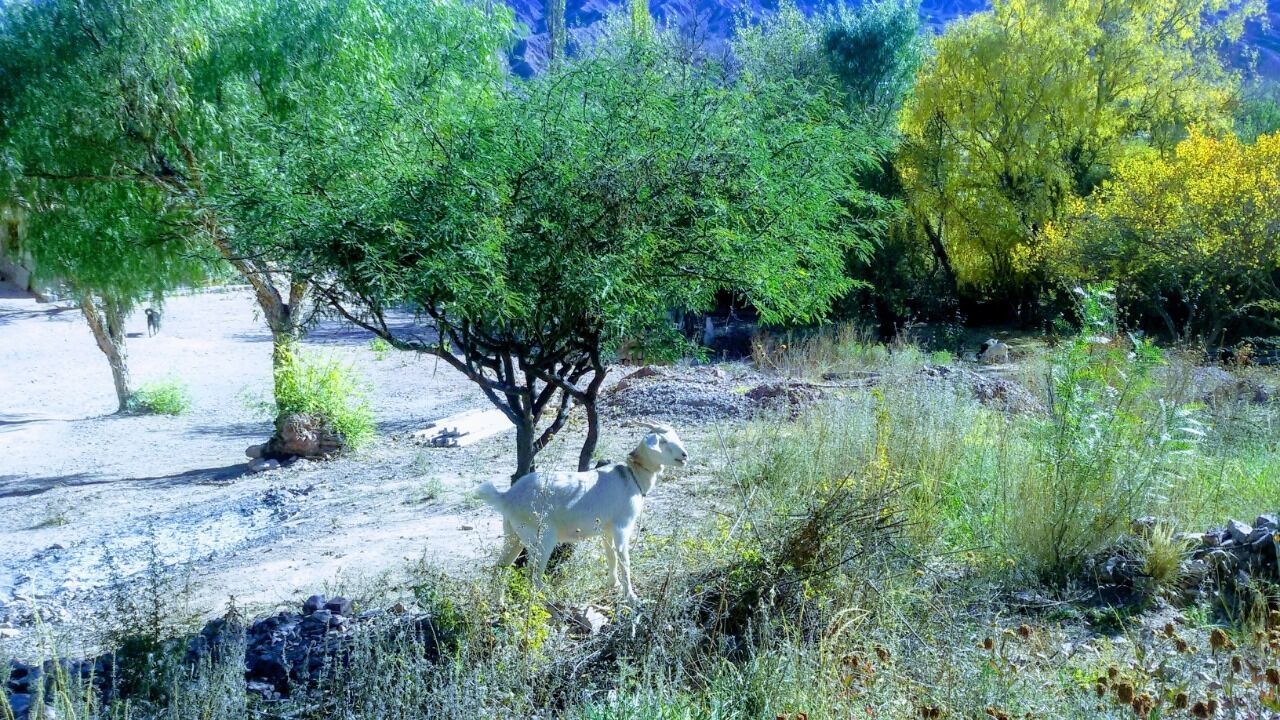La Quinta De Maria Tilcara