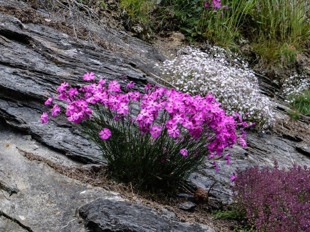 Landhaus Alpenrose - Feriendomizile Pichler