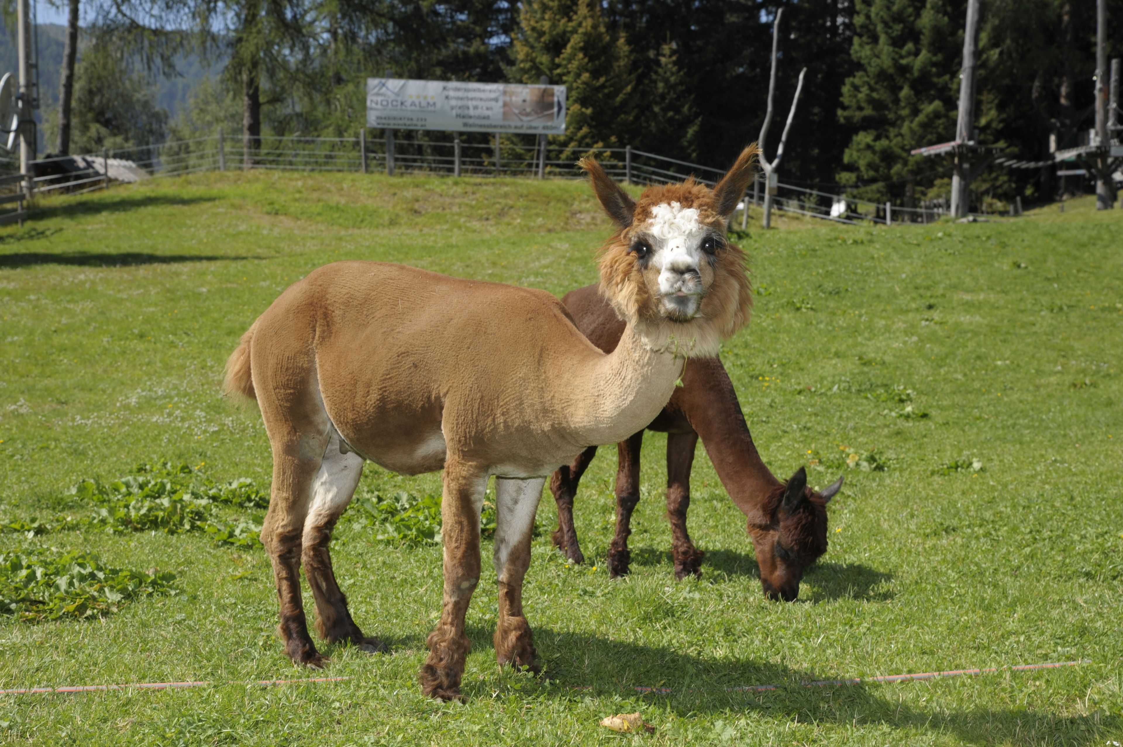 Kinder- und Familienhotel Nockalm