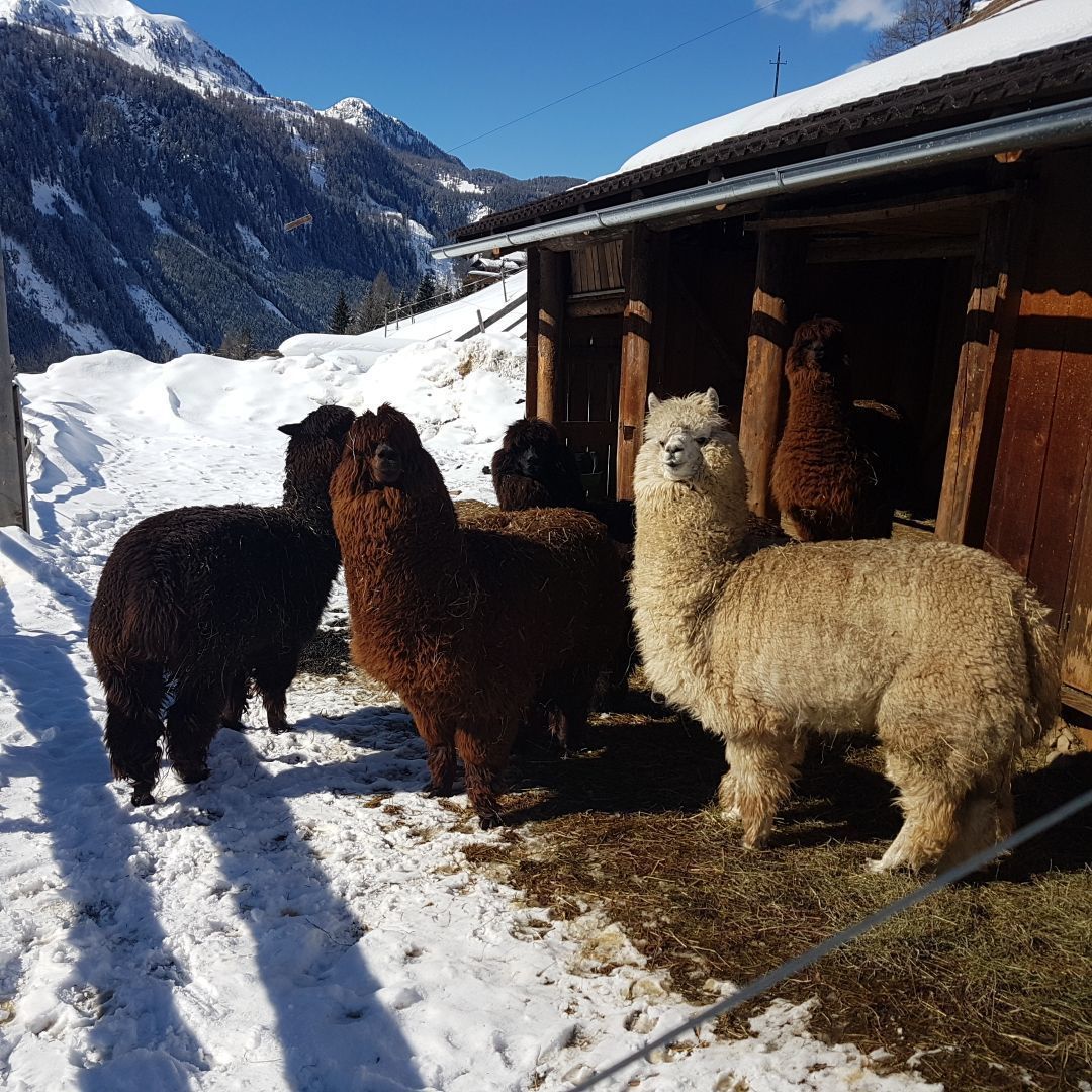 Gasthof Pension Kohlplatzl