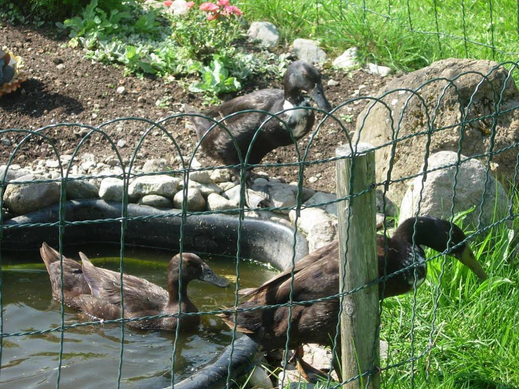 Ferienwohnungen Mittermoos