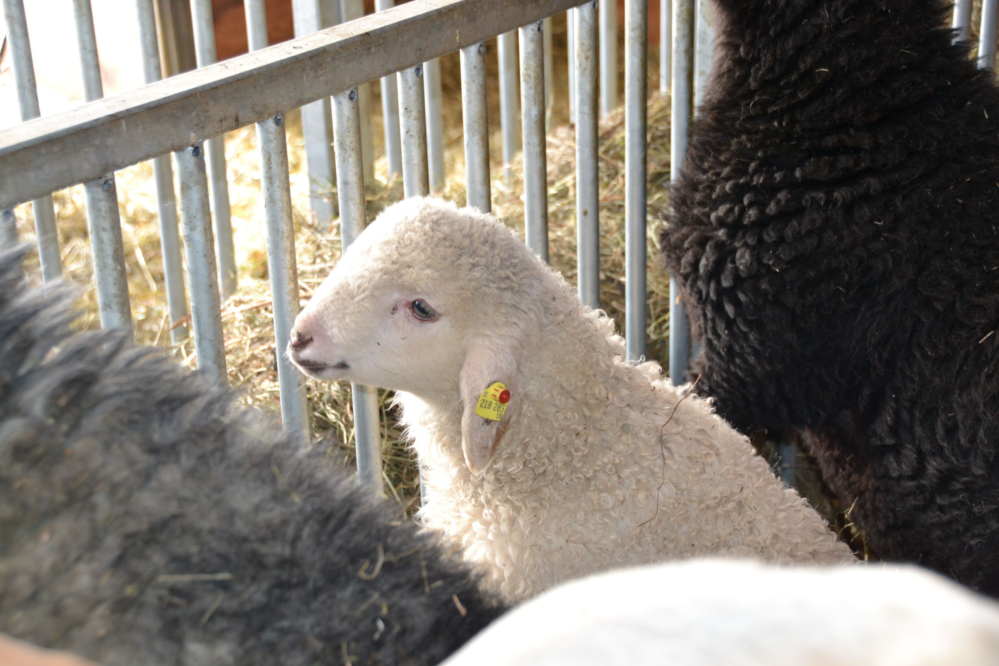 Chalets & Apartments Wachterhof