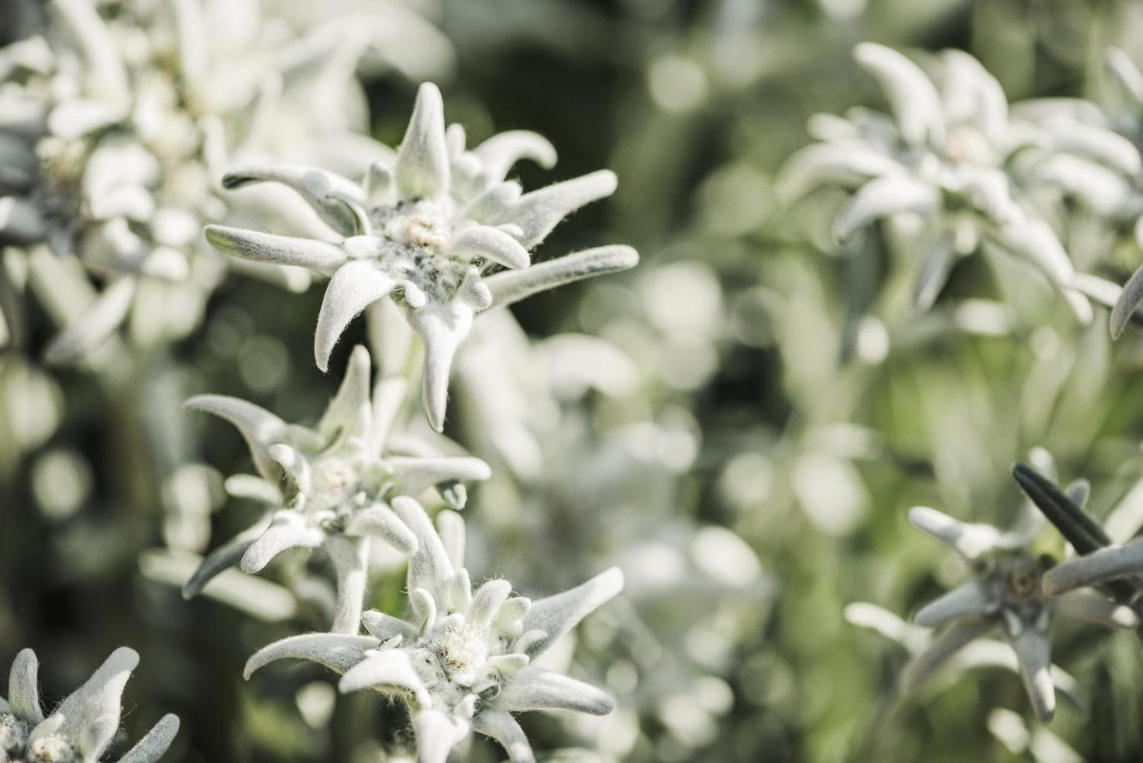 Hotel Alpenhof Kristall