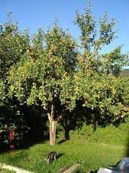 Ferienwohnungen Obex