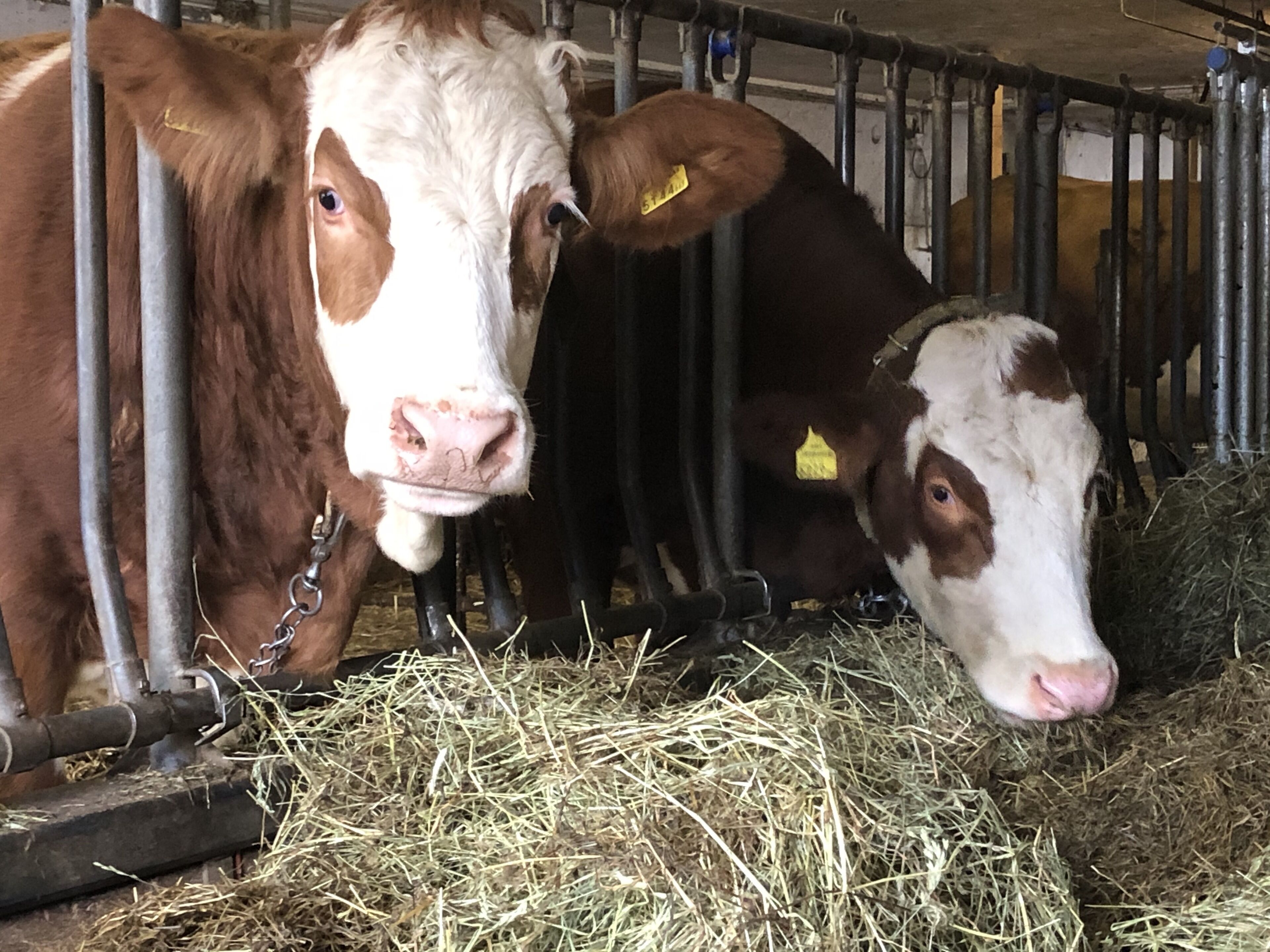 Appartements Grünfelder