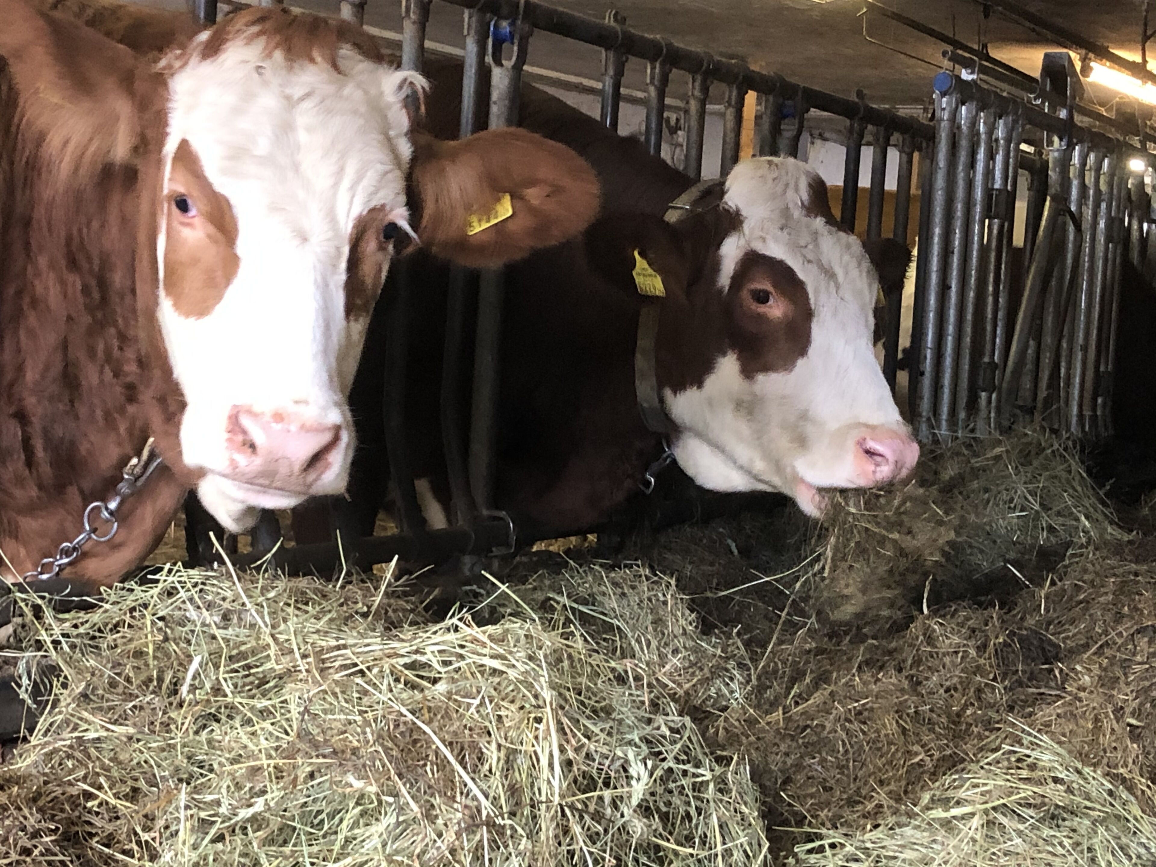 Appartements Grünfelder