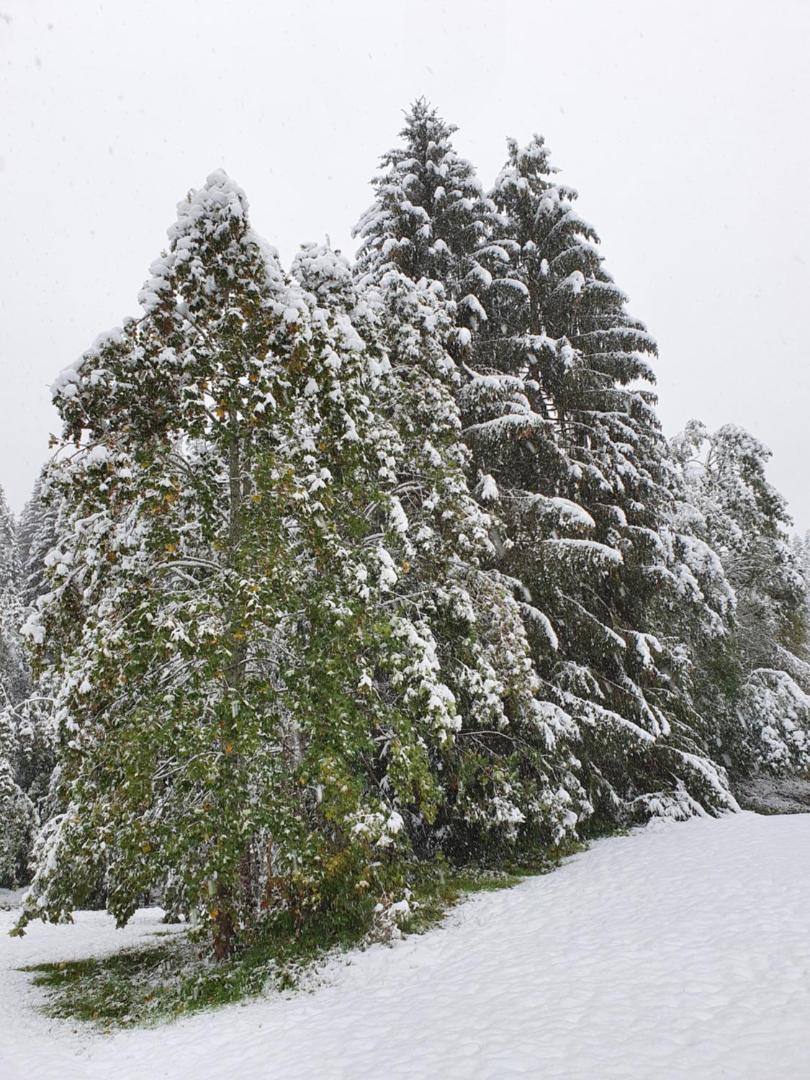 Alpenhof