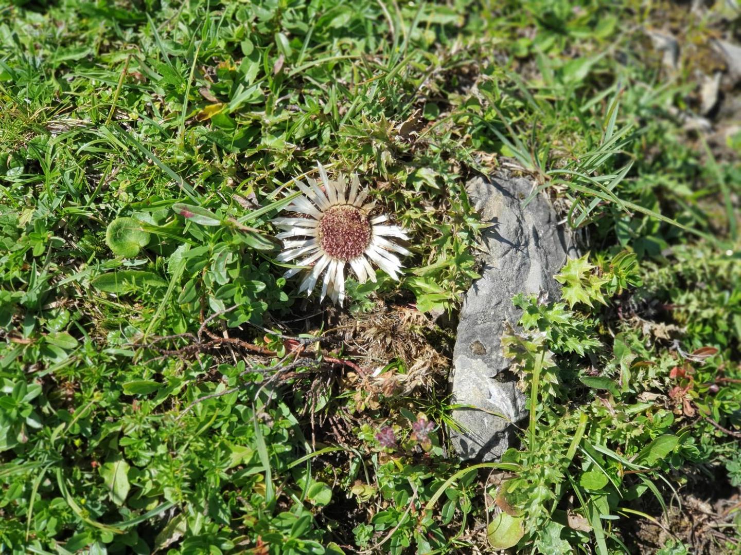 Alpenhof