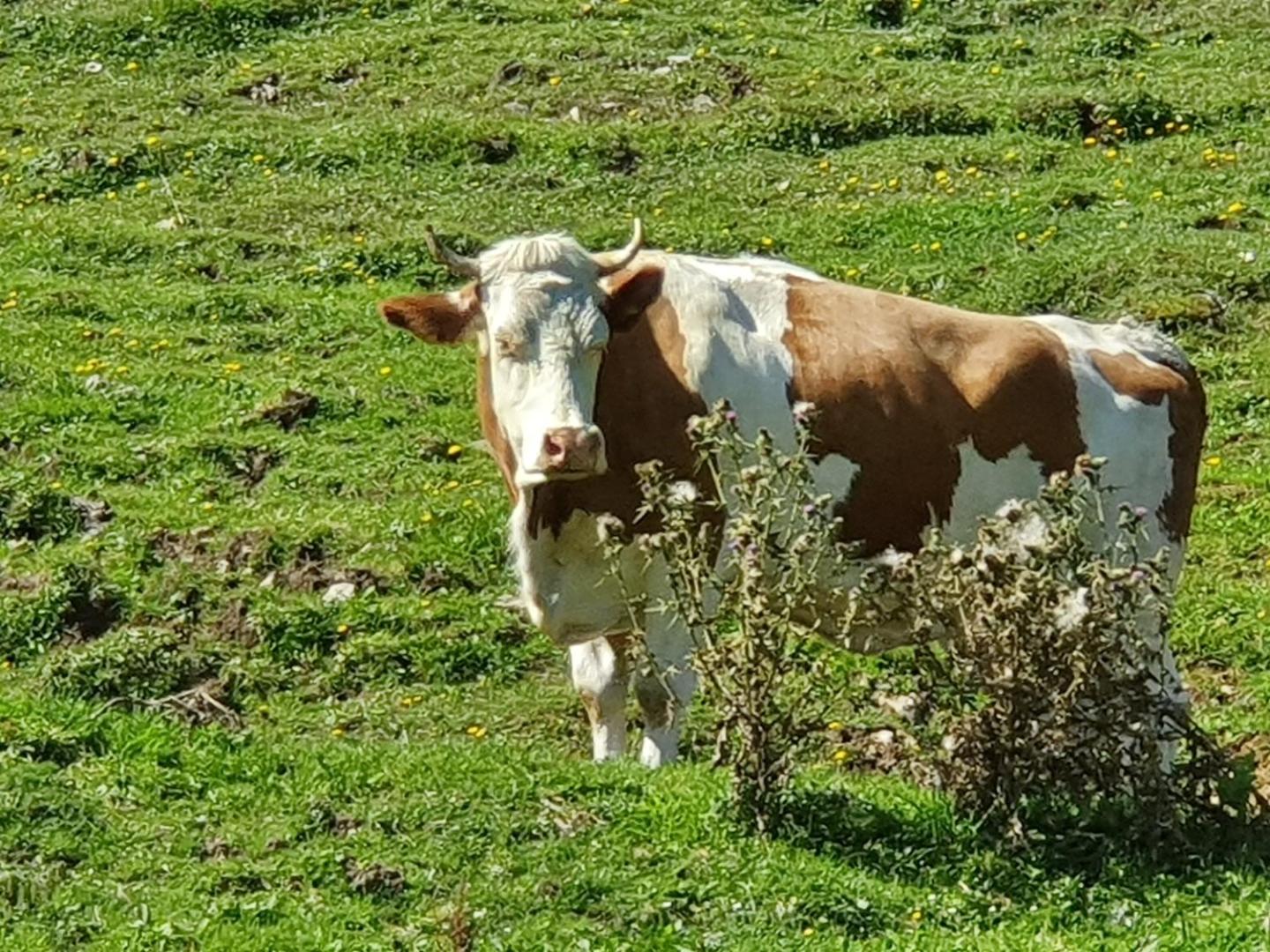 Alpenhof