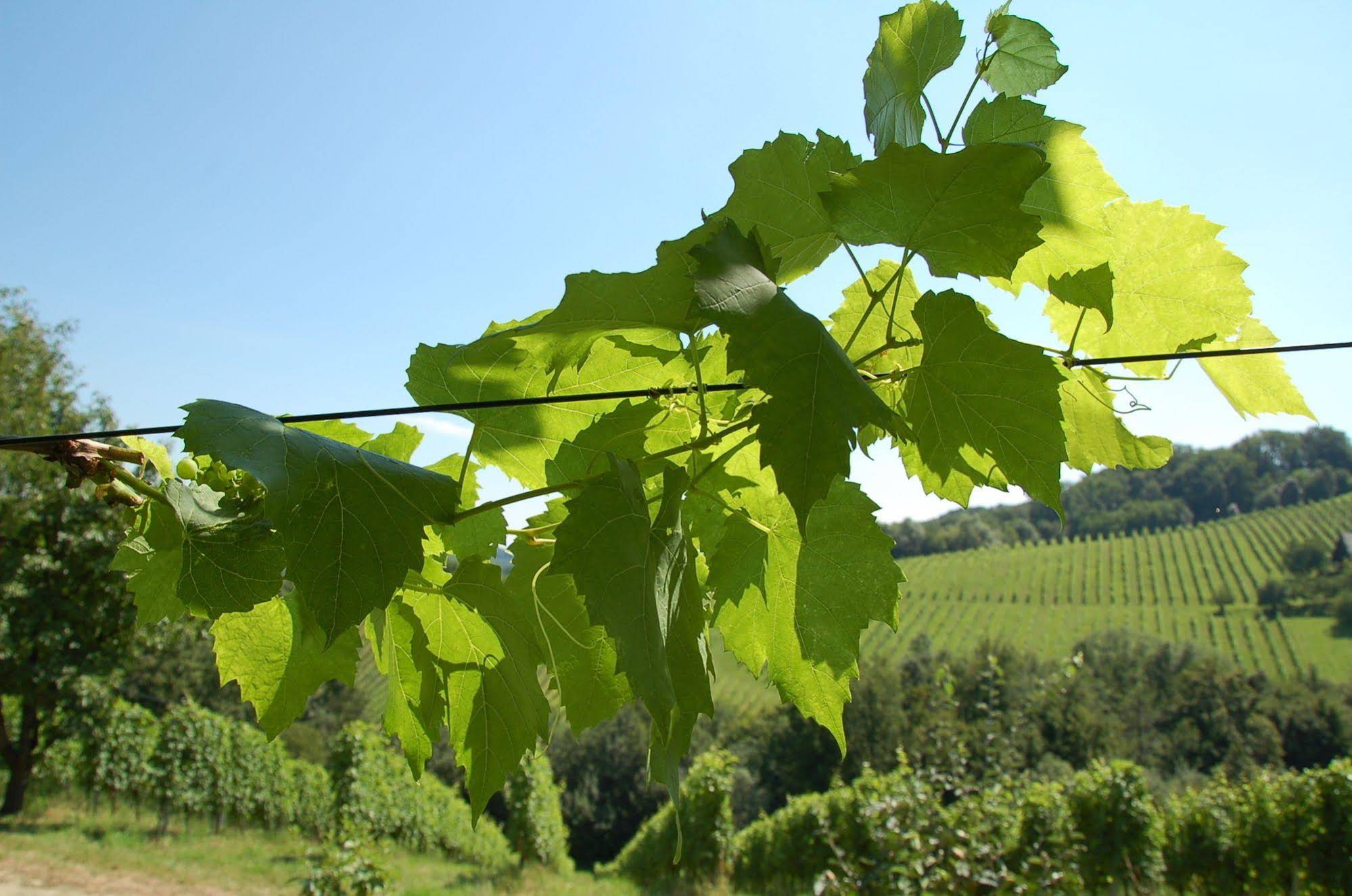 Weingut Primus