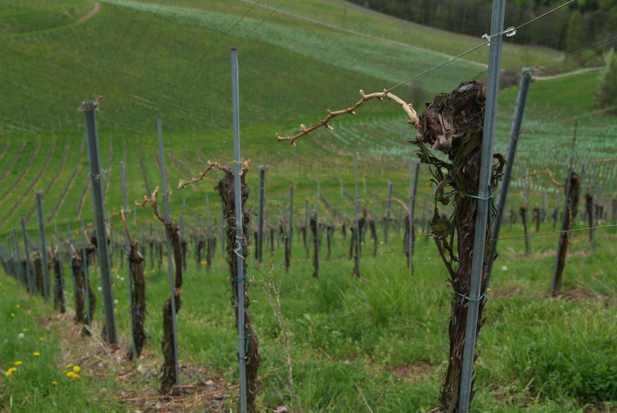 Weingut Primus