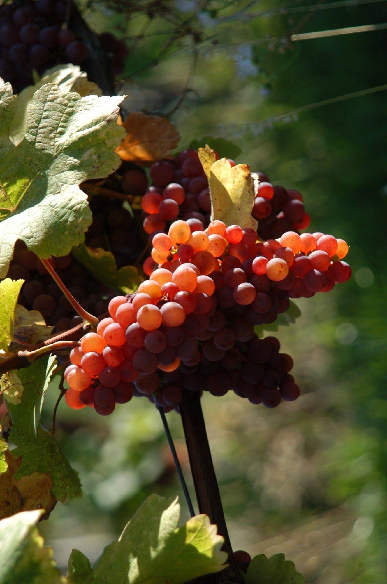 Weingut Primus