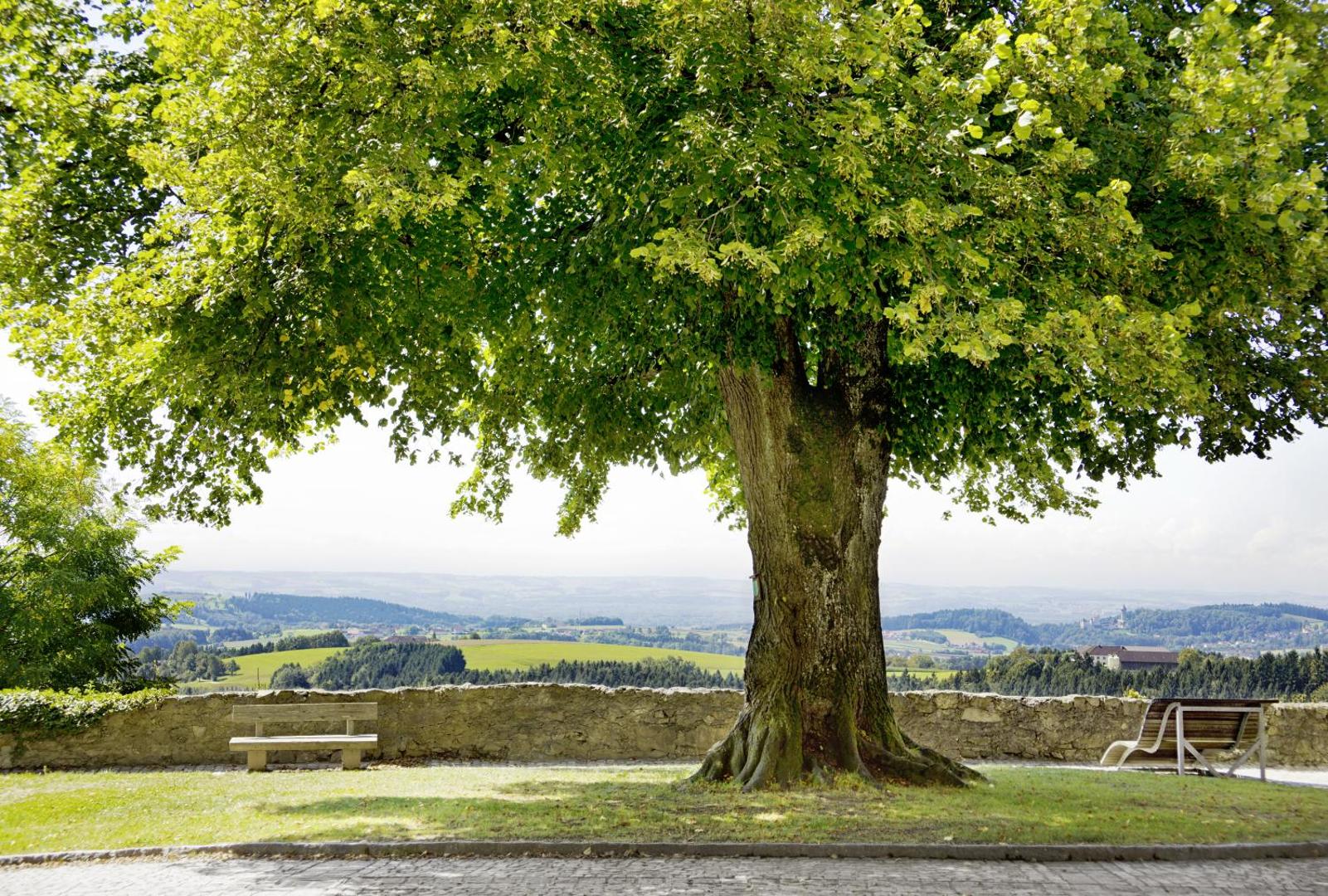 Schatz.Kammer - Burg Kreuzen