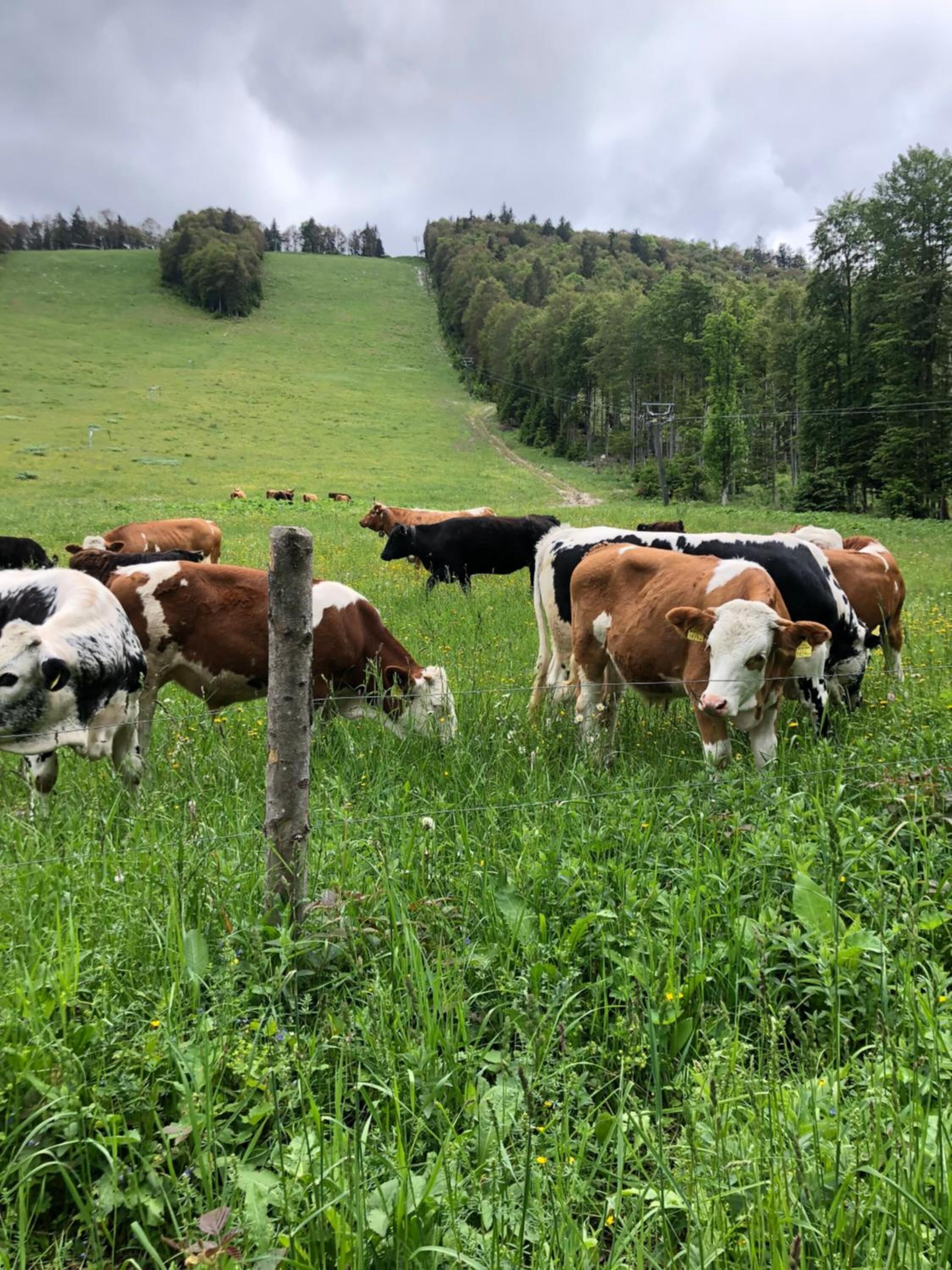 Hochberghaus Klausur- - Familienalm