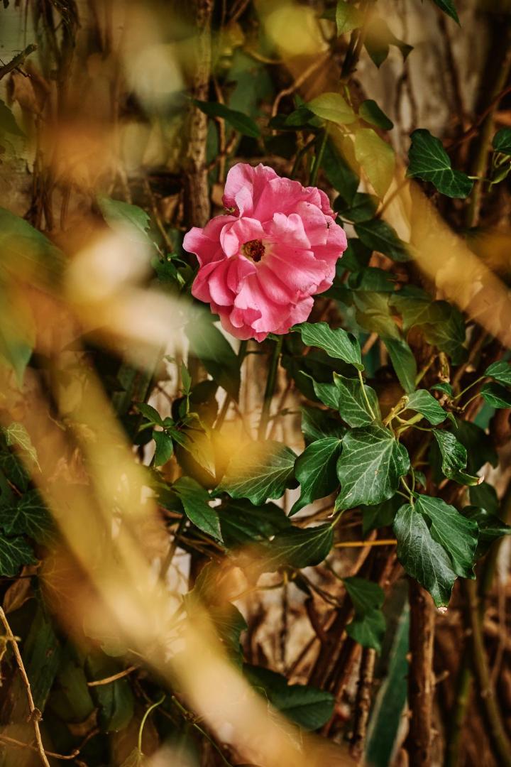 Hotel Deutschmeister